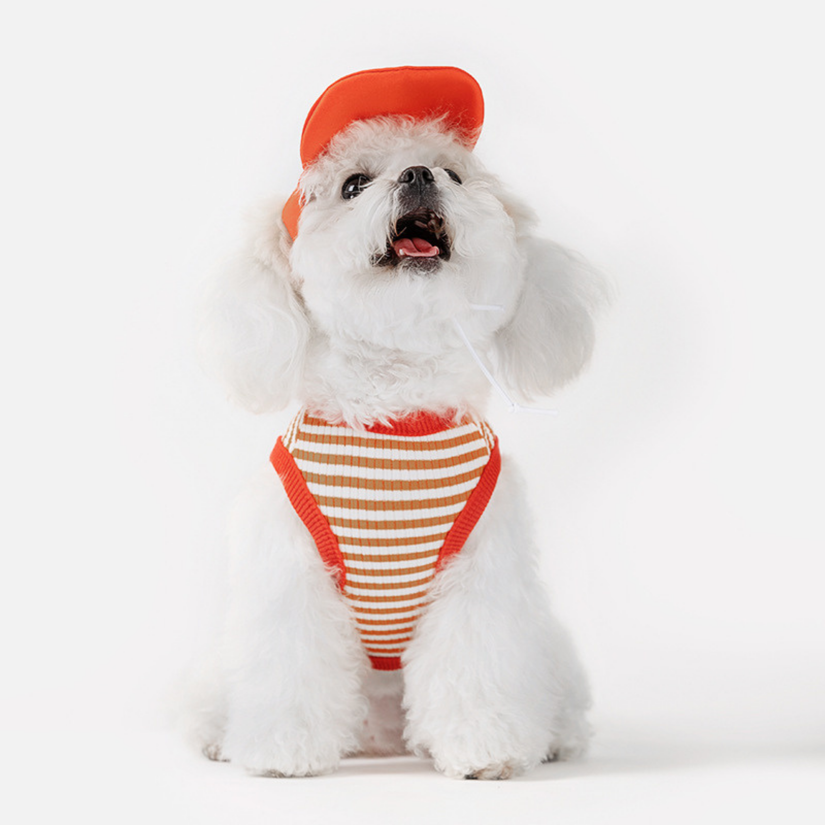 Conjunto Deportivo para Perros