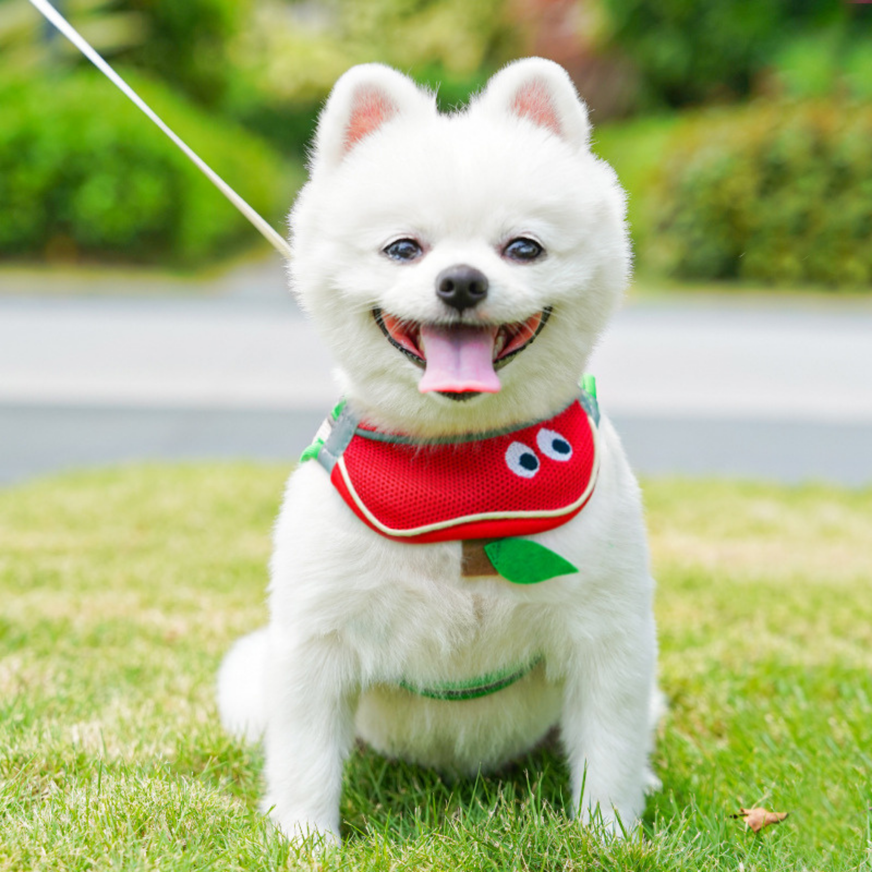 Arnés Babero con Personaje para Perros