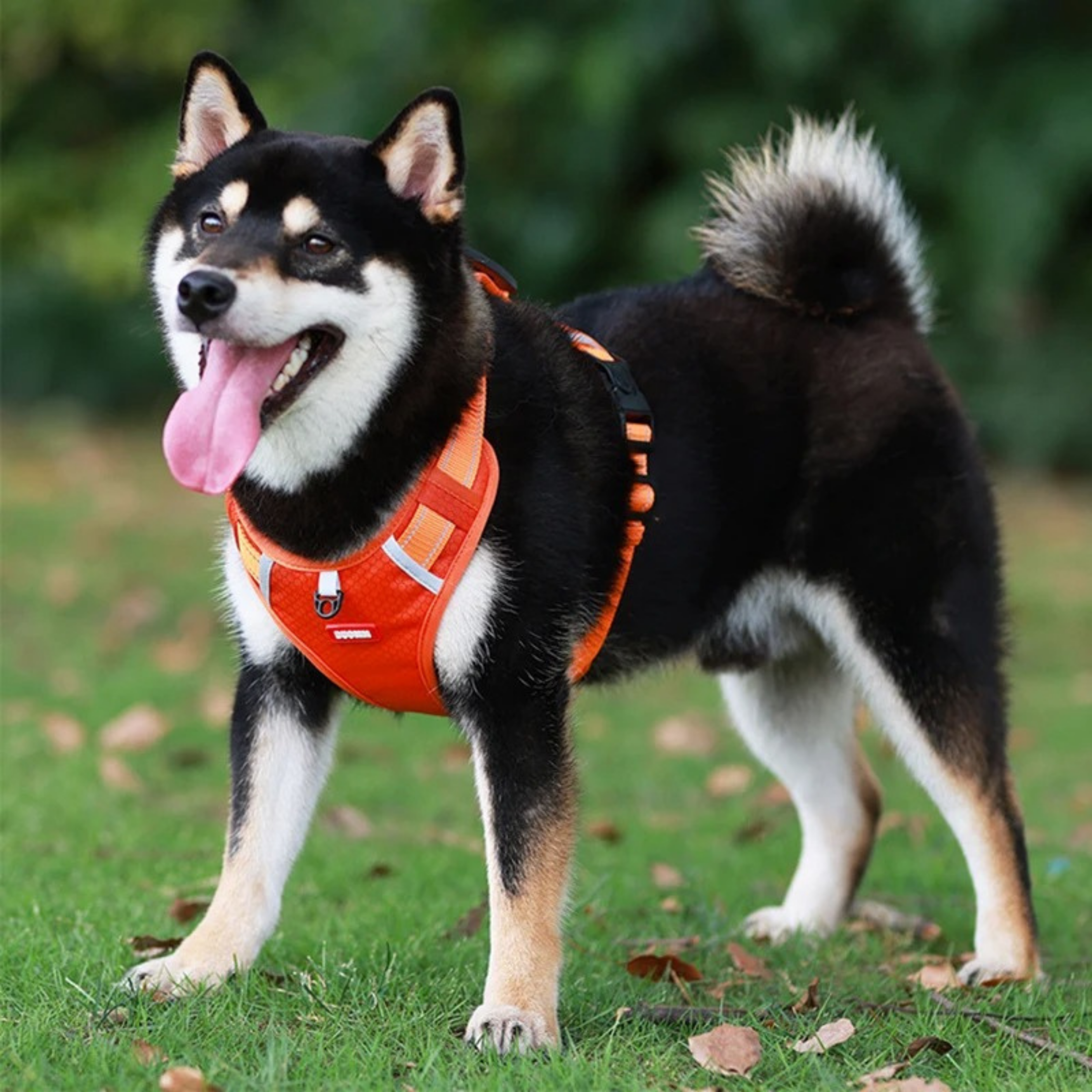 Arnés para Perros con Asa