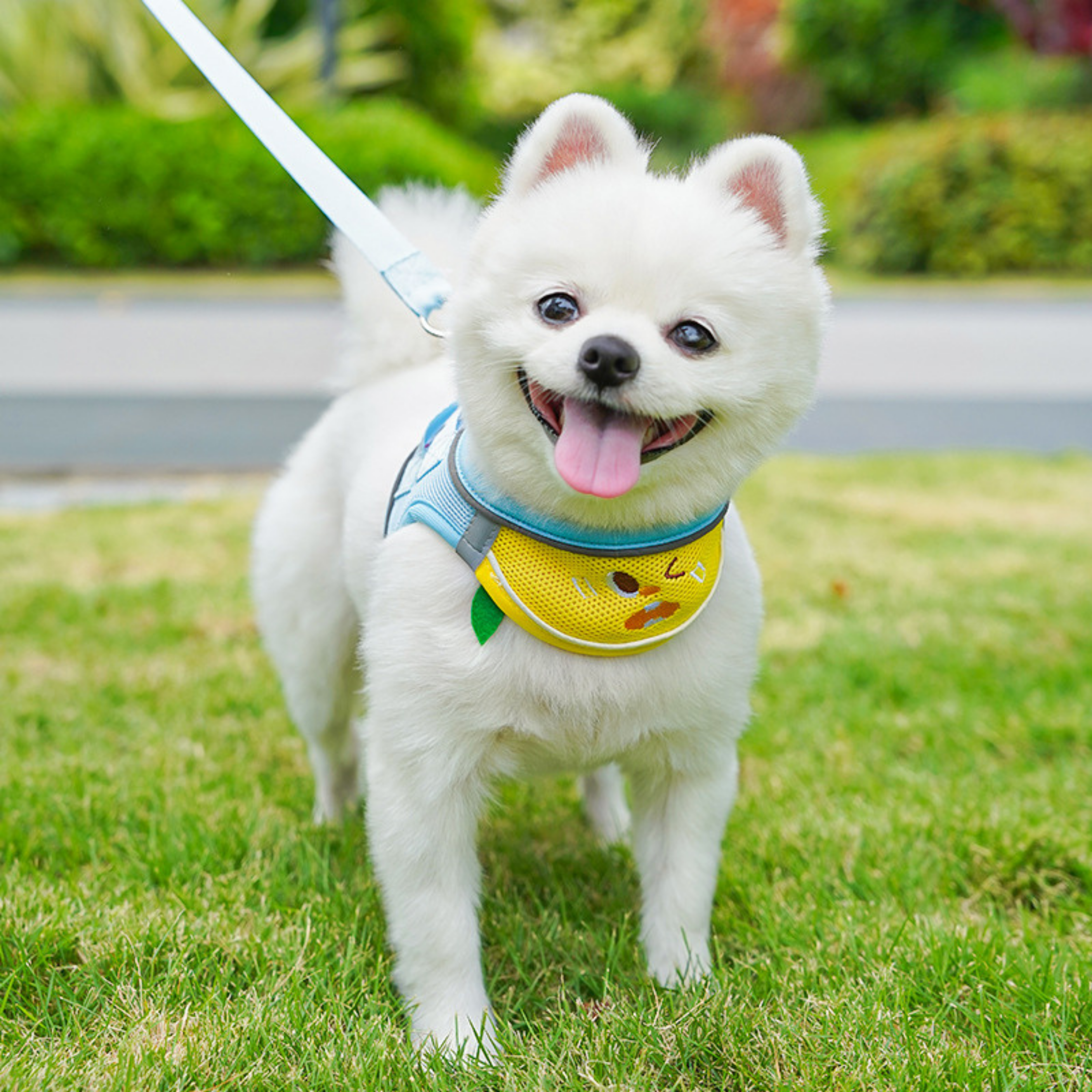 Arnés Babero con Personaje para Perros