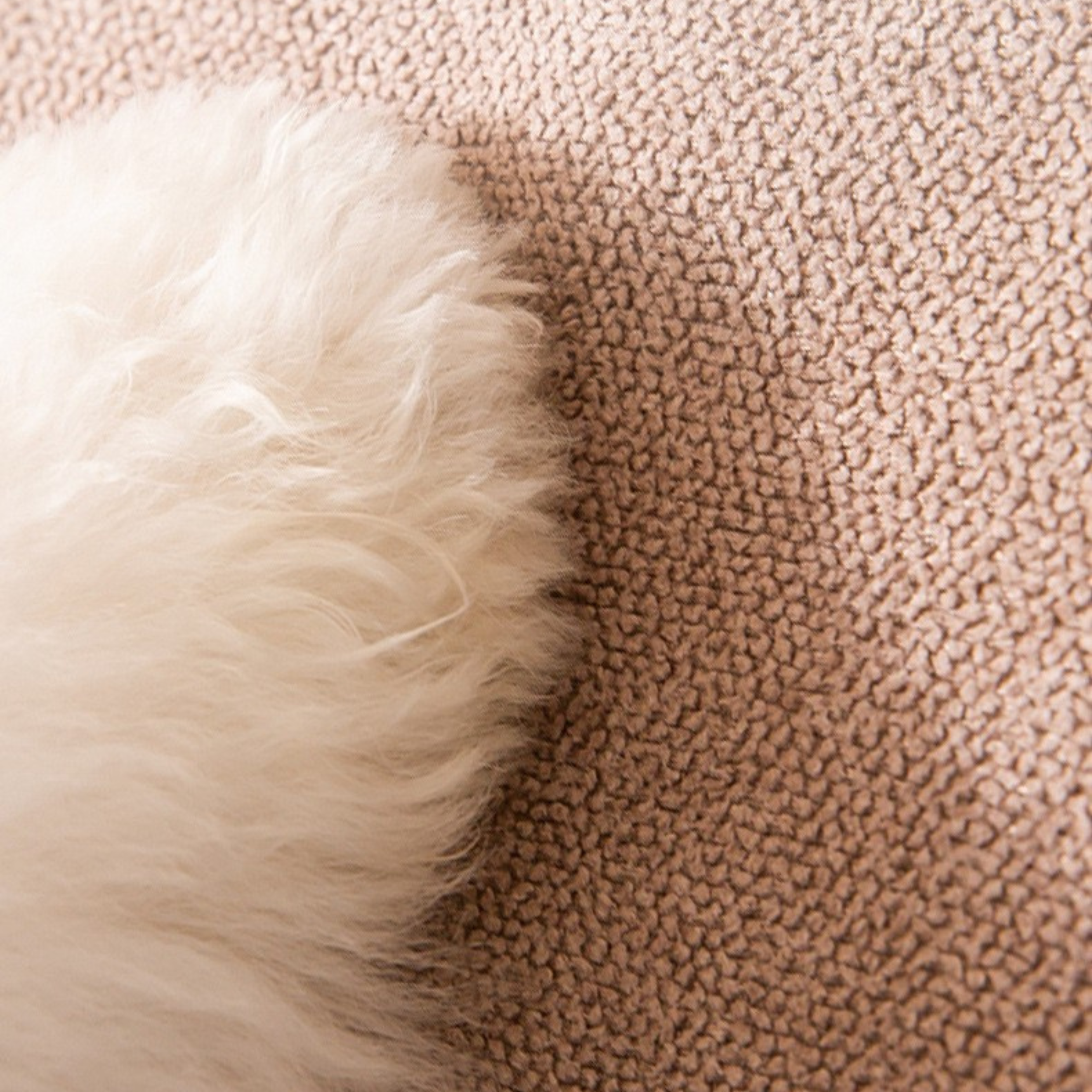 Rampa de Apoyo para Mascotas