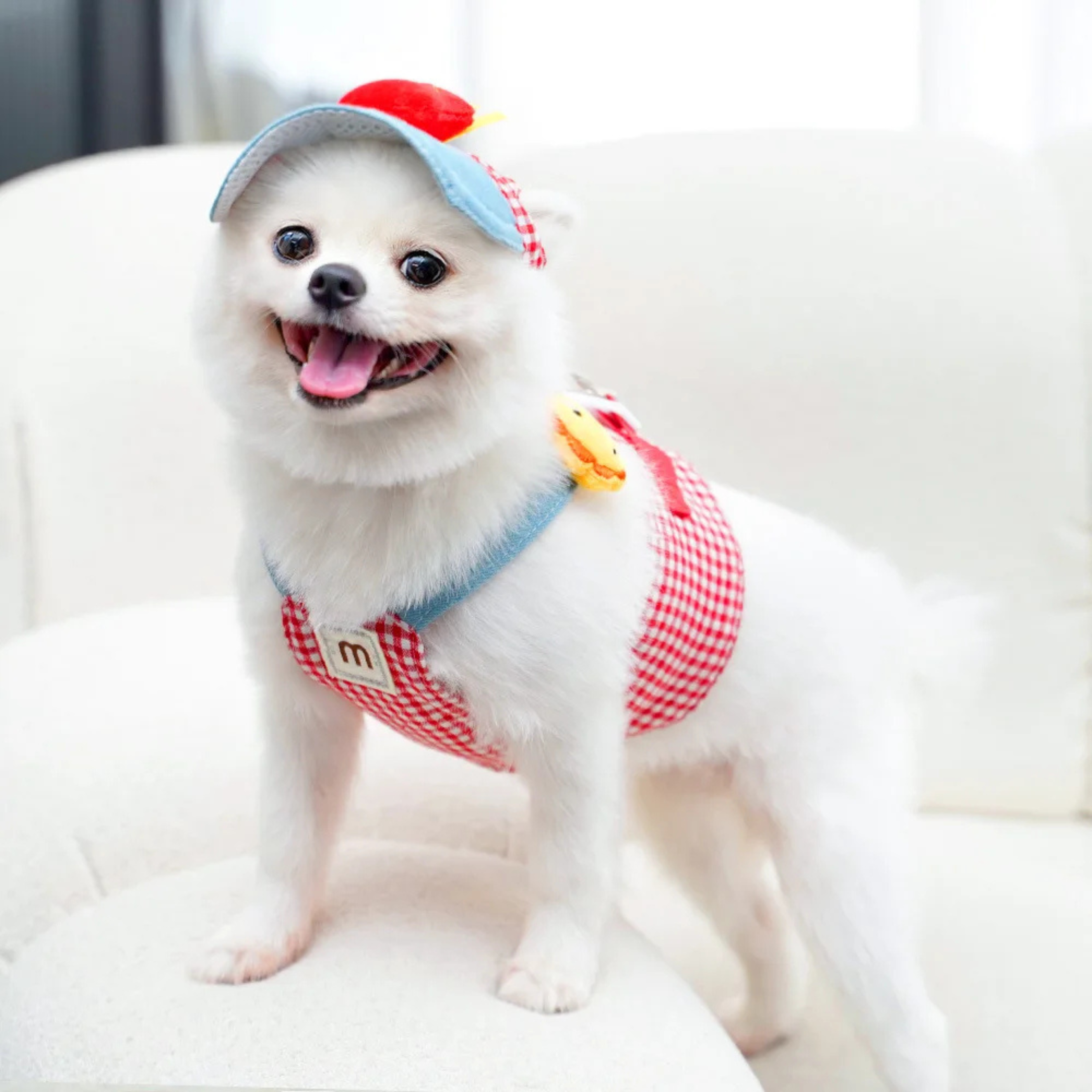 Maltepoodle