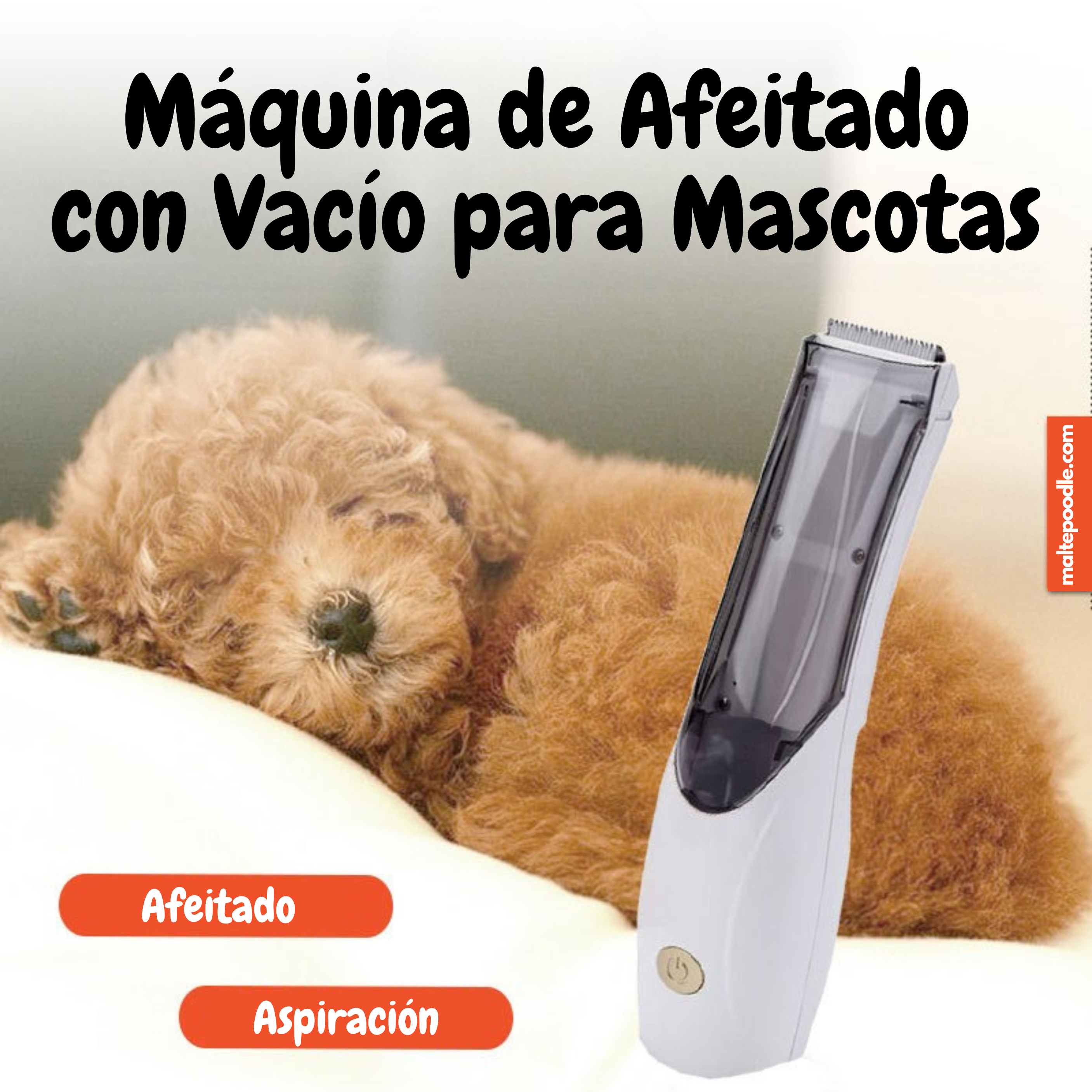 Maltepoodle España