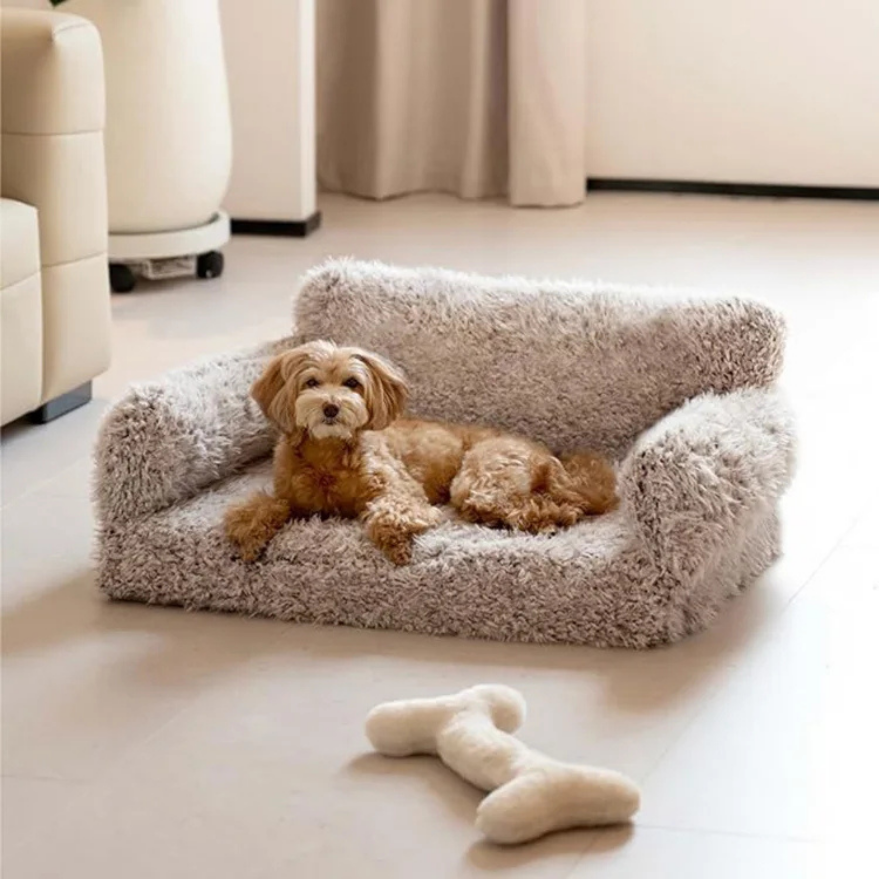 Maltepoodle