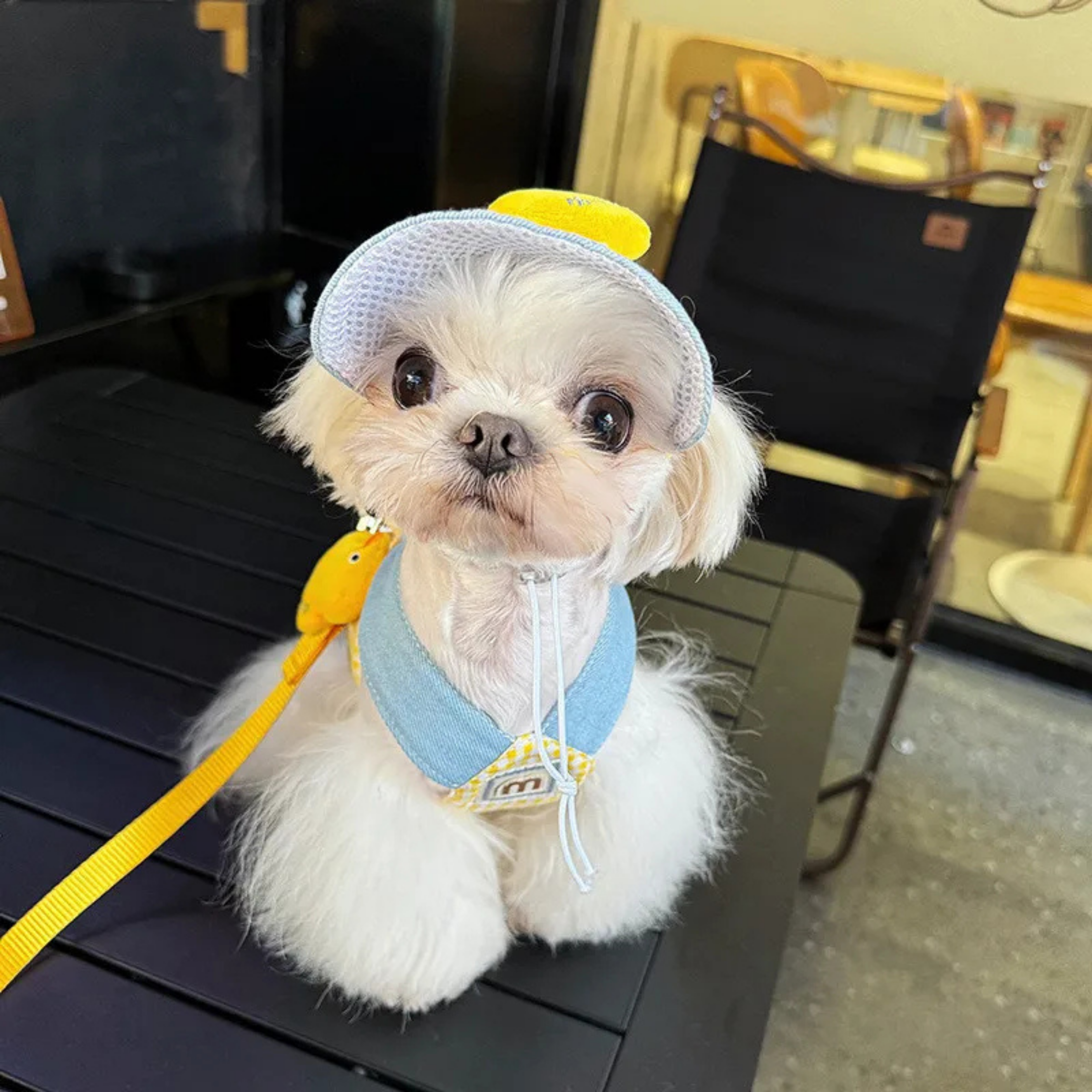 Maltepoodle