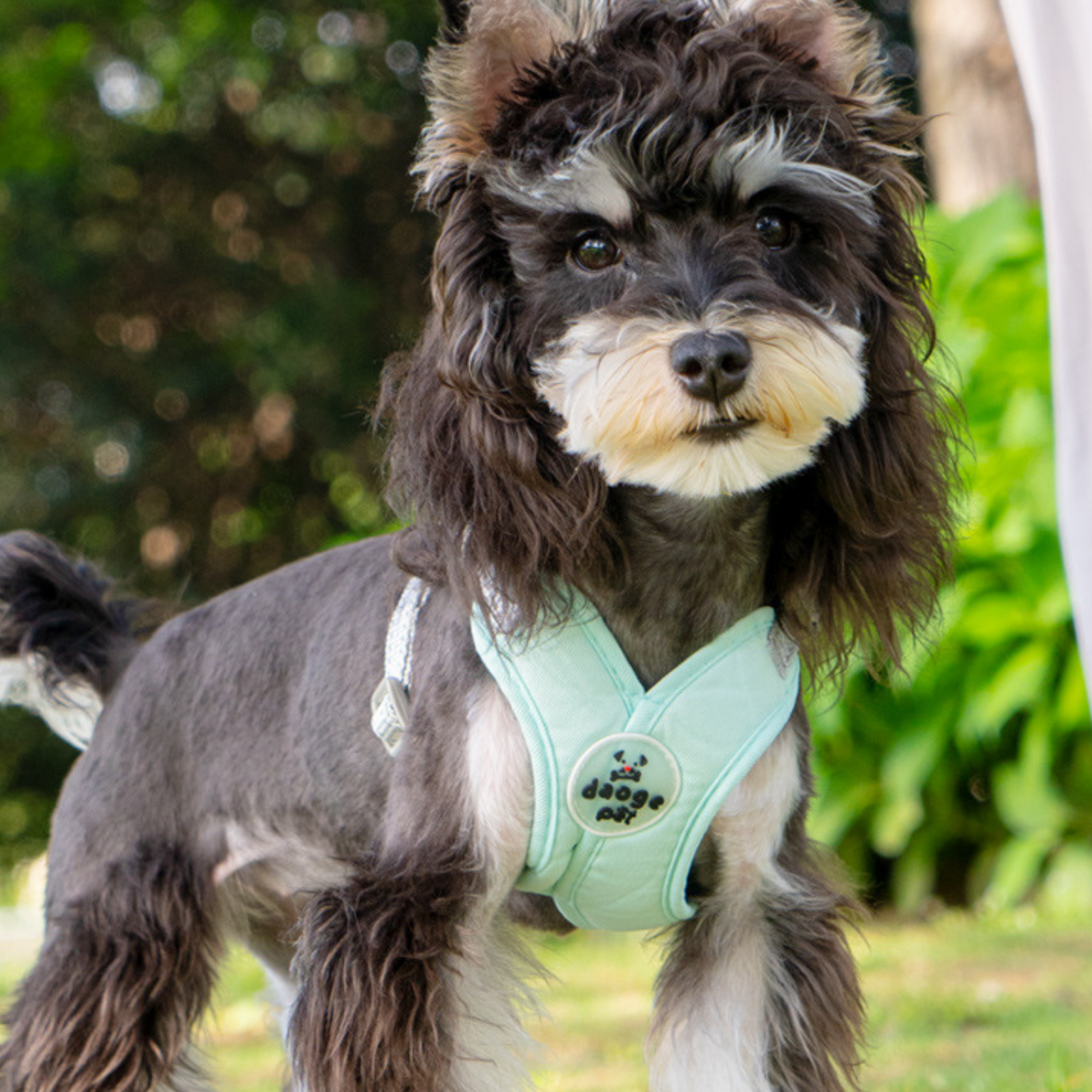 Set de Arnés Ergonómico para Perros