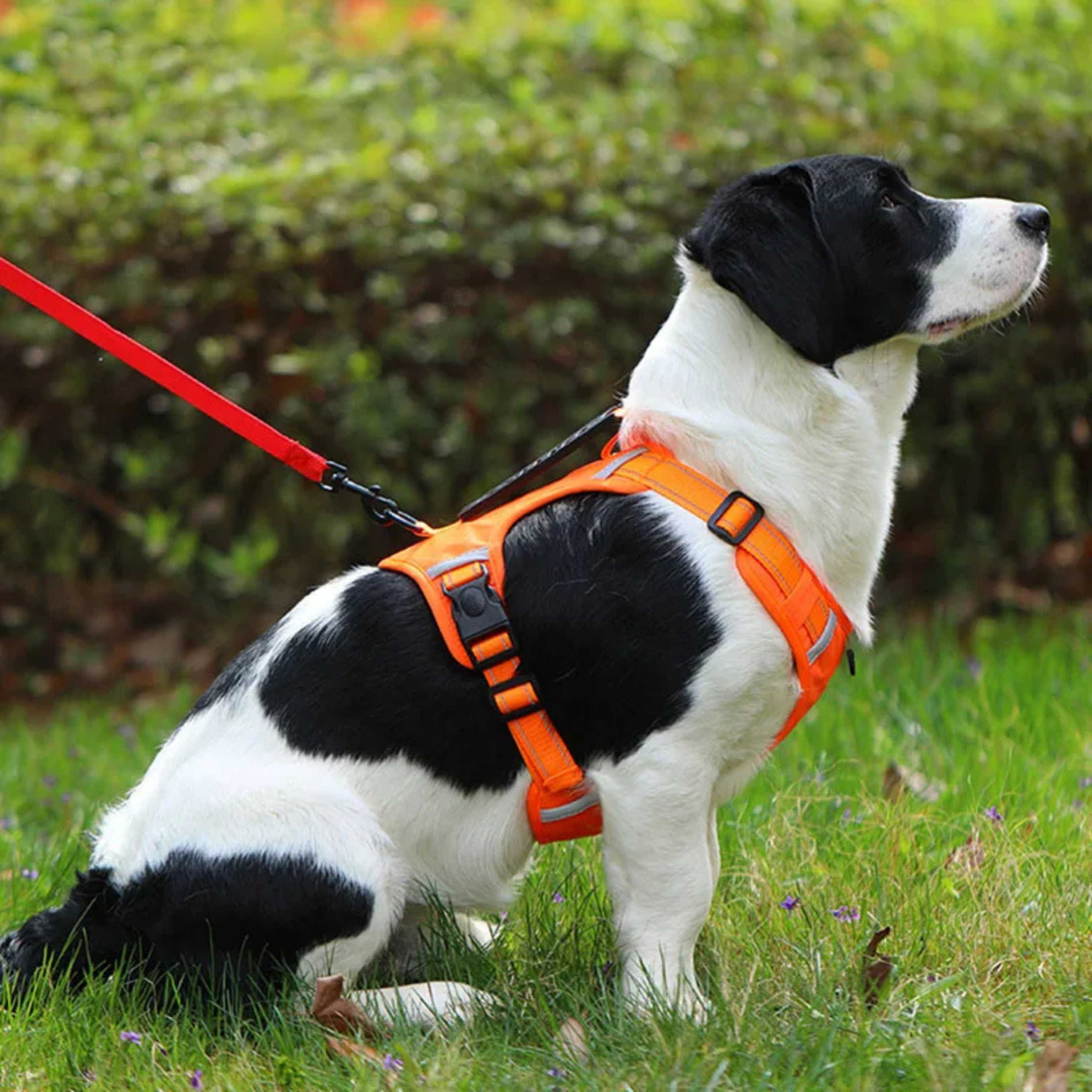 Arnés para Perros con Asa