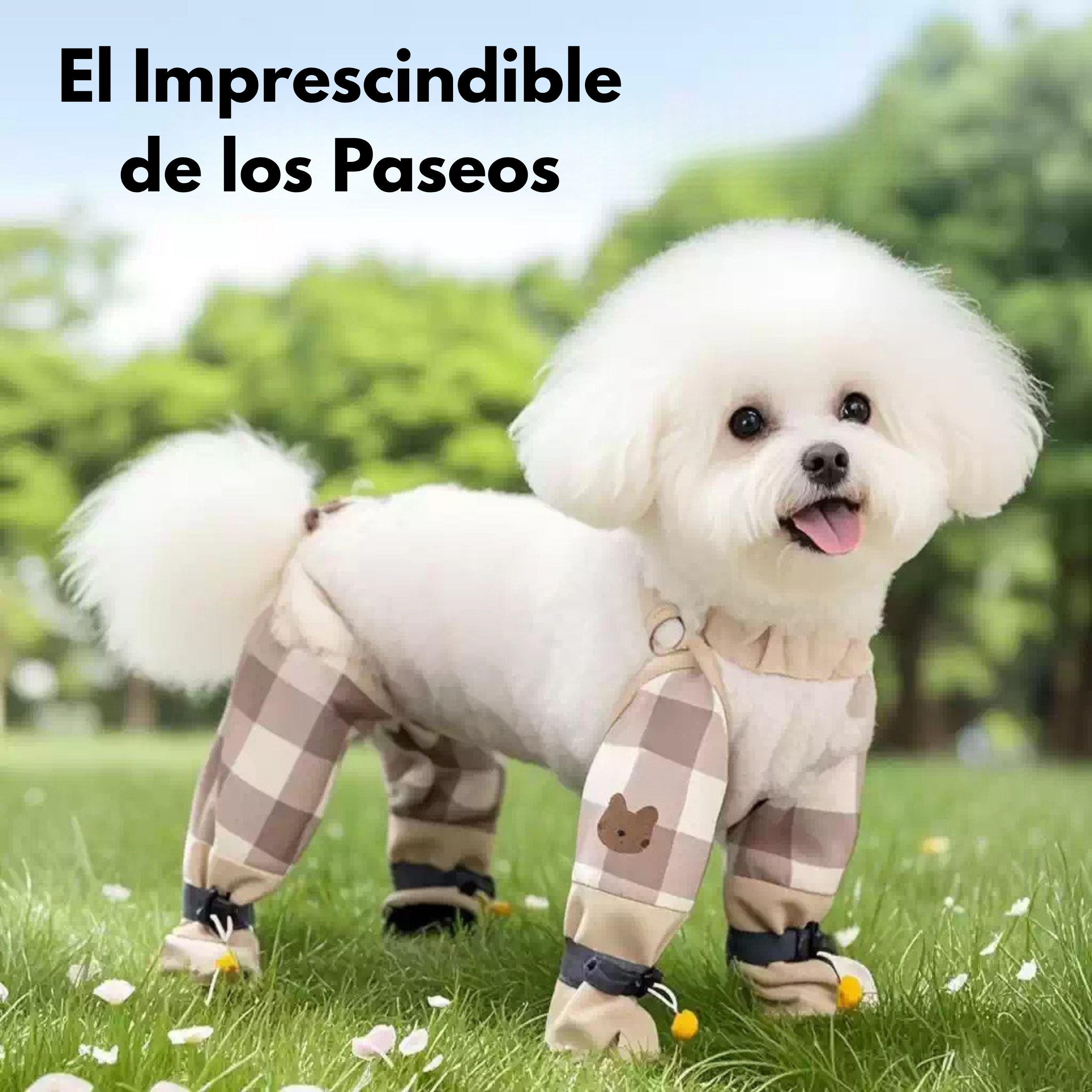Maltepoodle España