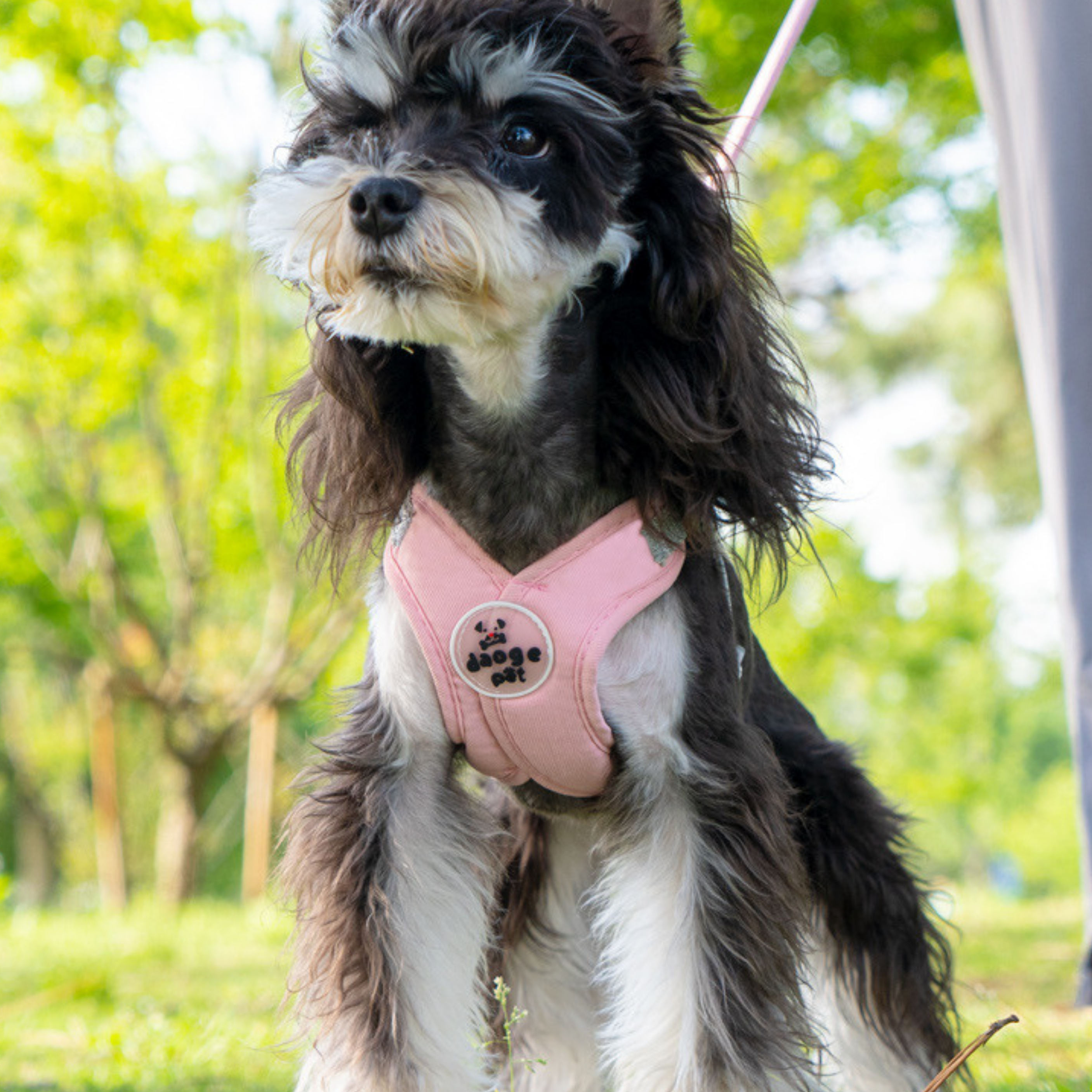 Set de Arnés Ergonómico para Perros