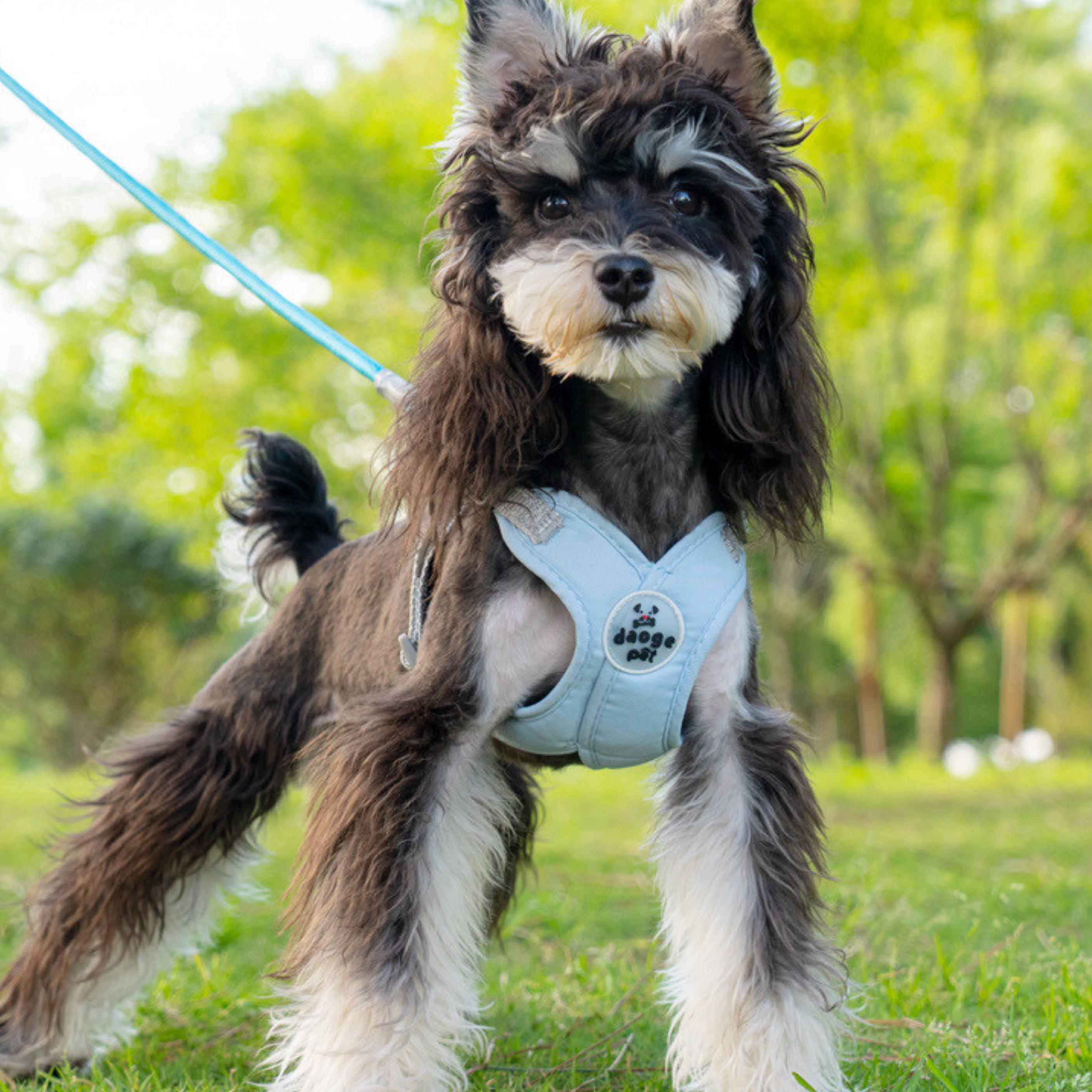 Set de Arnés Ergonómico para Perros