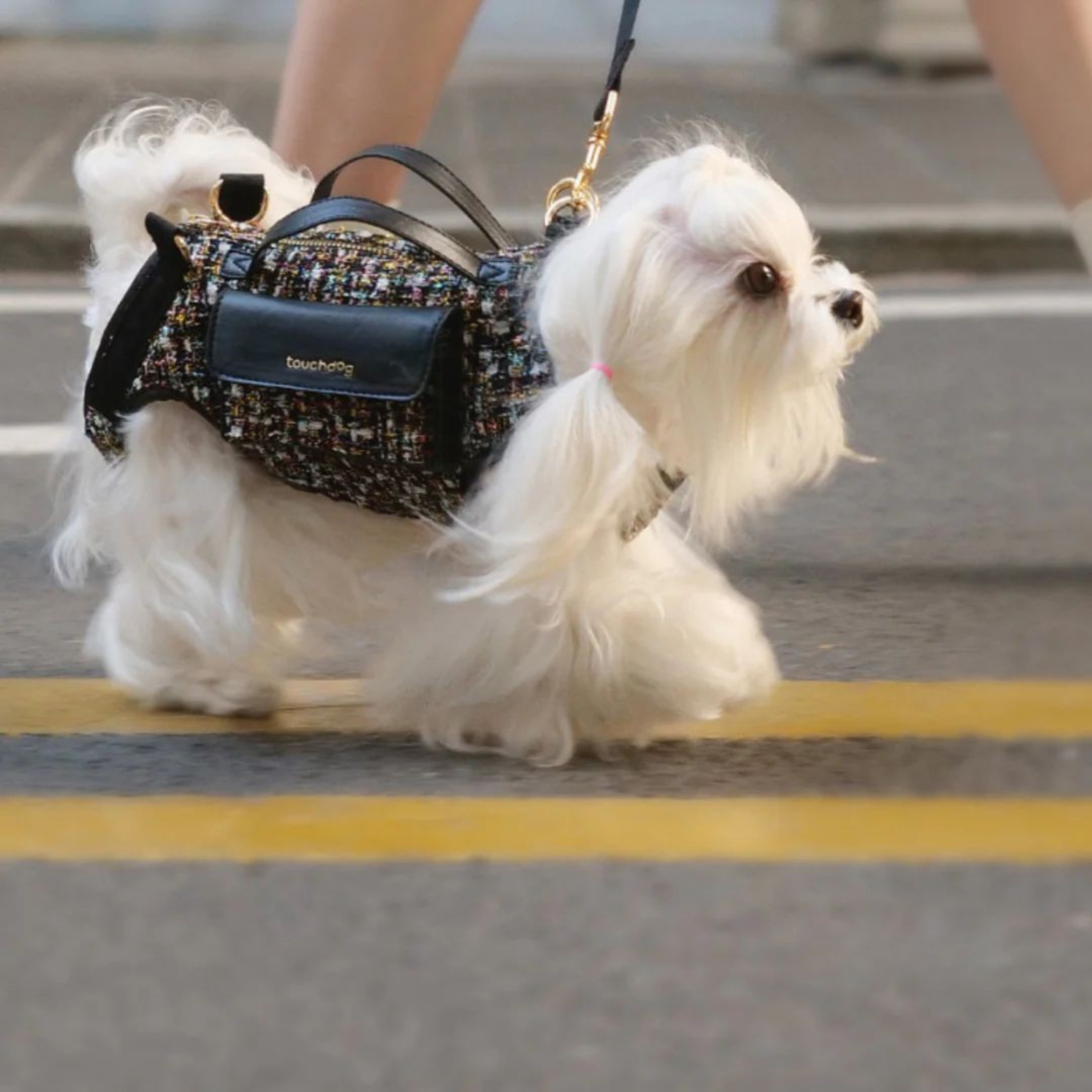 Maltepoodle