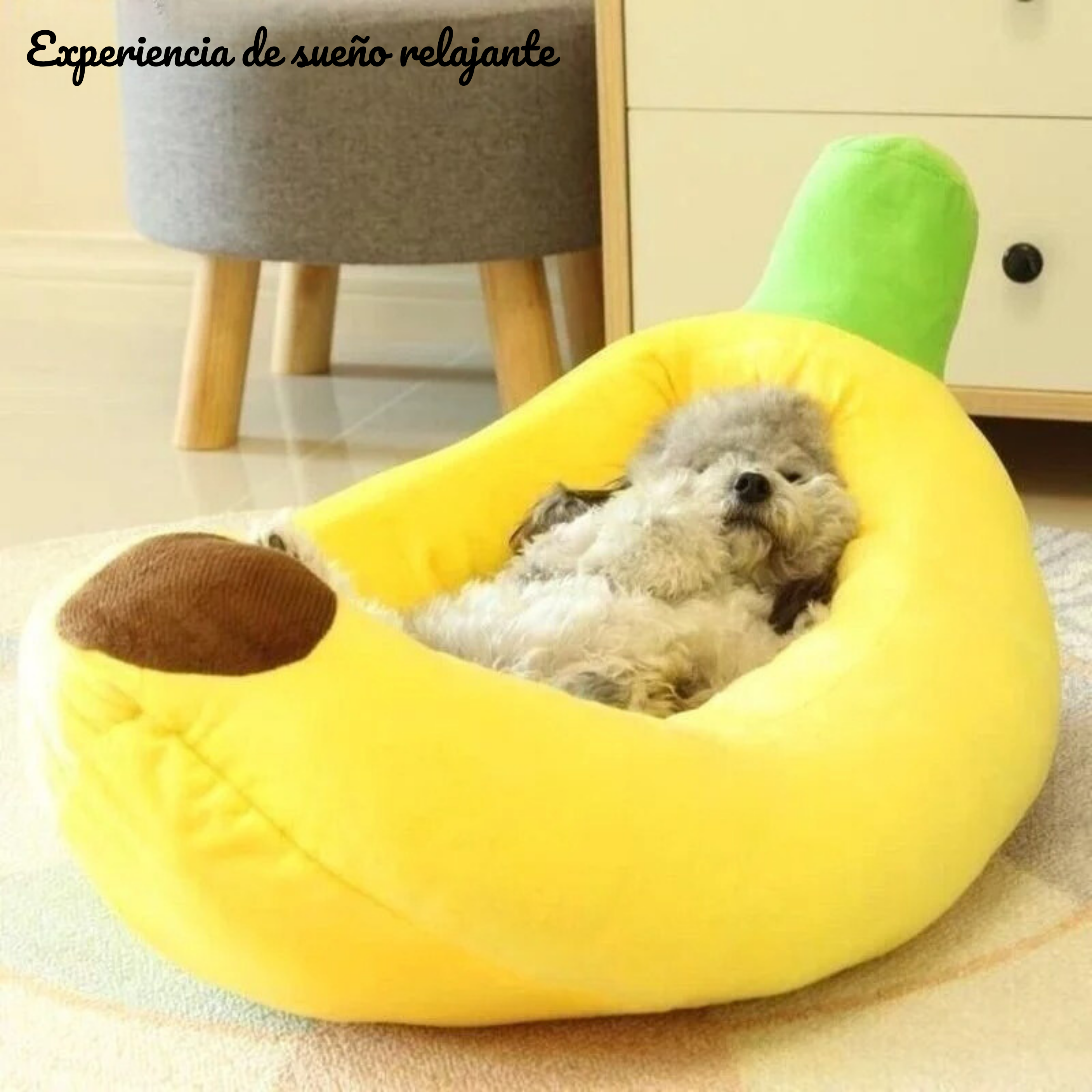 Maltepoodle España