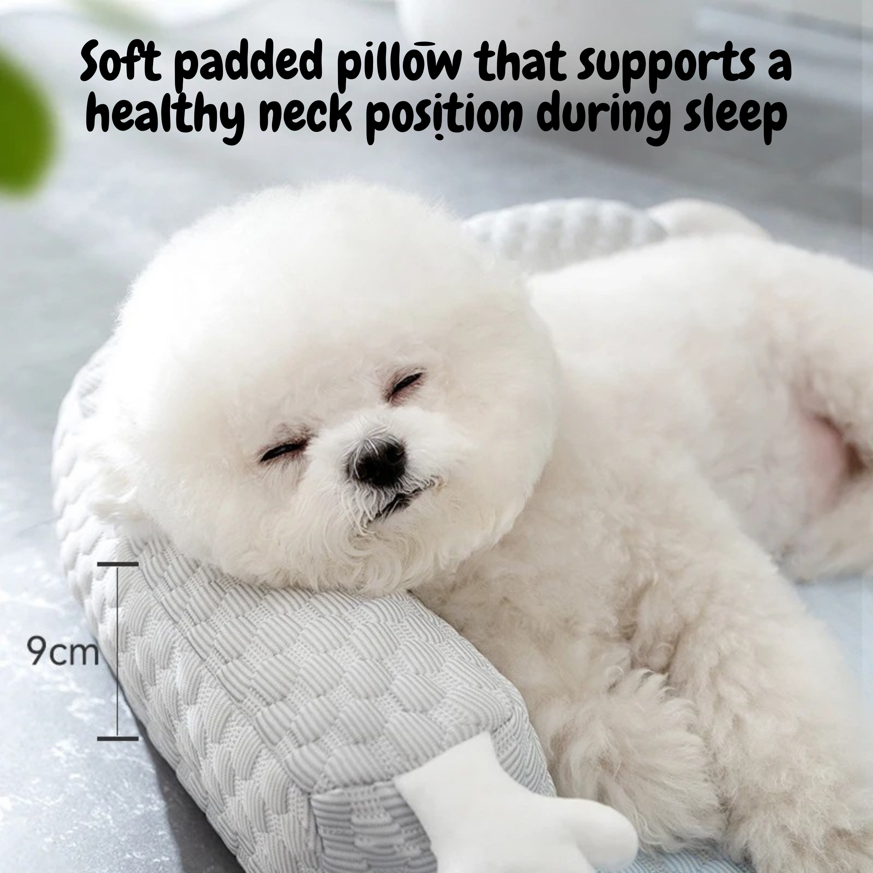 Maltepoodle