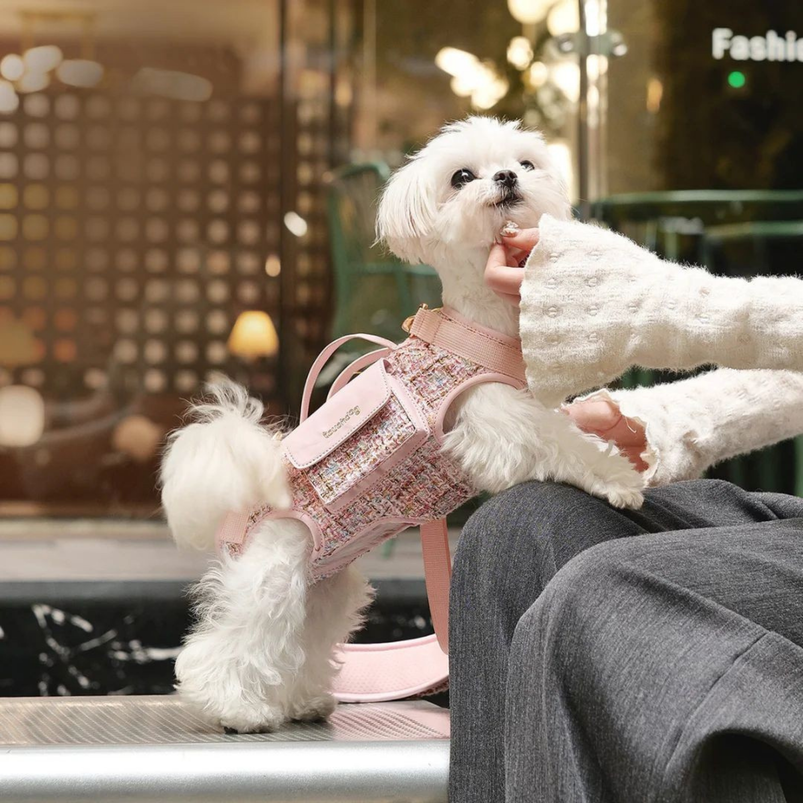 Maltepoodle