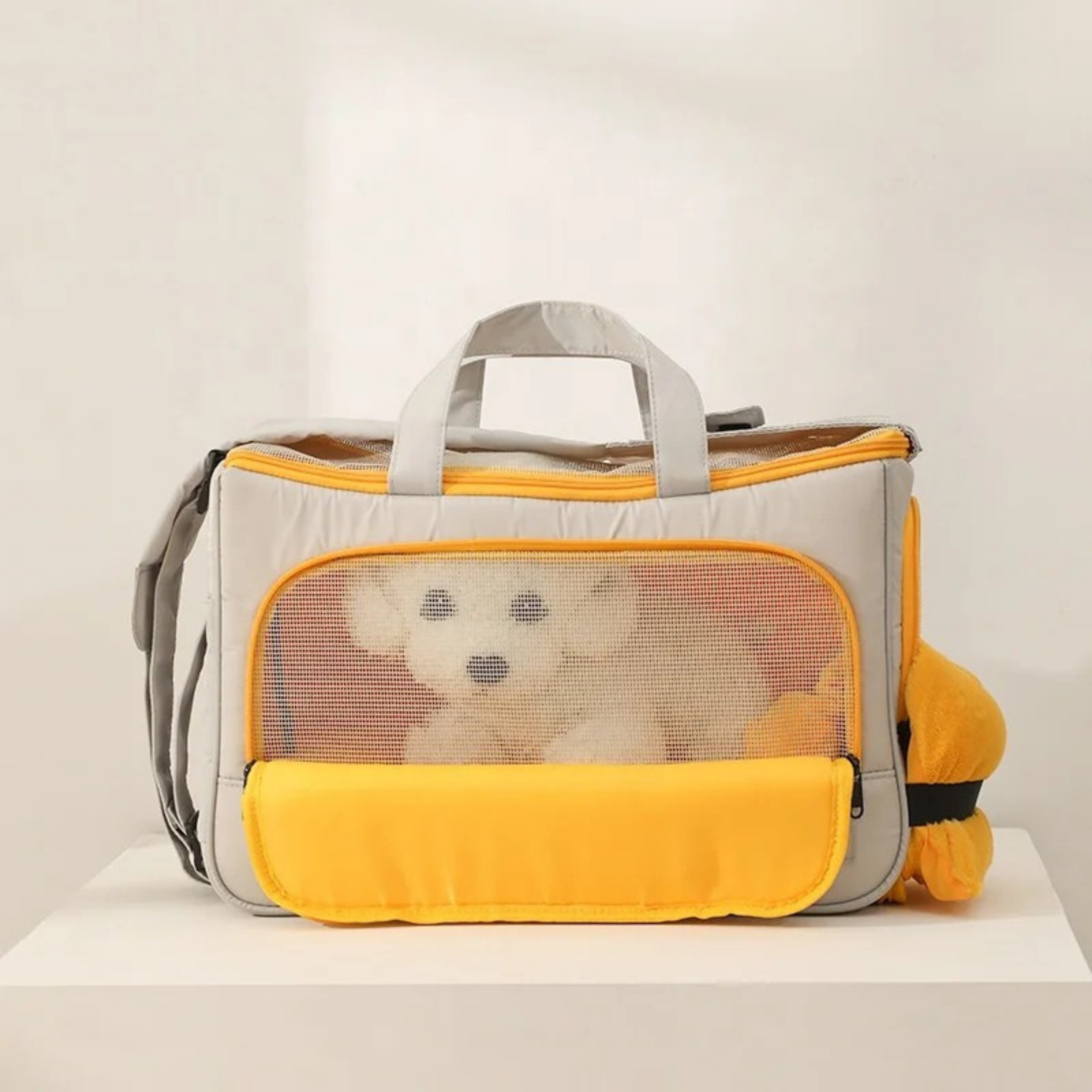 Maltepoodle