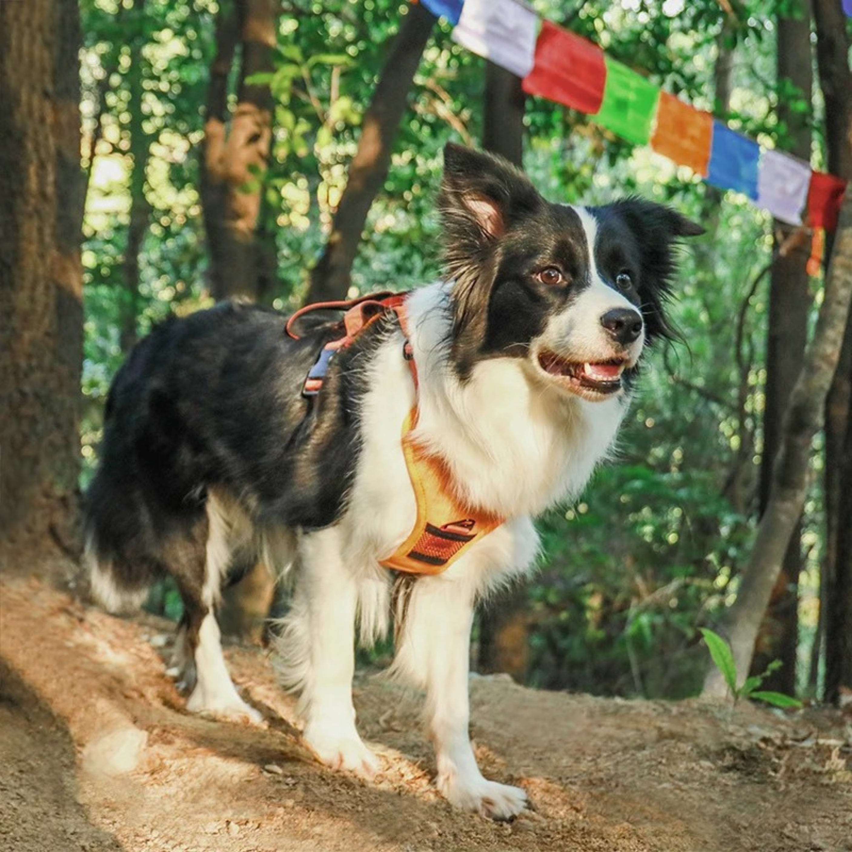 Arnés Multifuncional para Perros