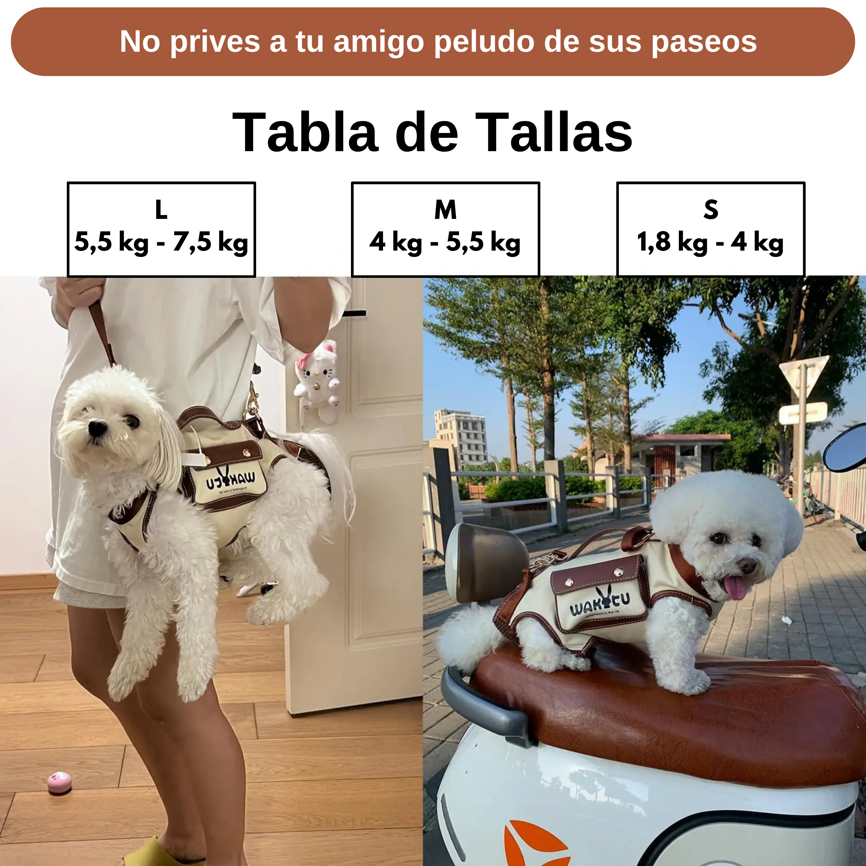 Maltepoodle España