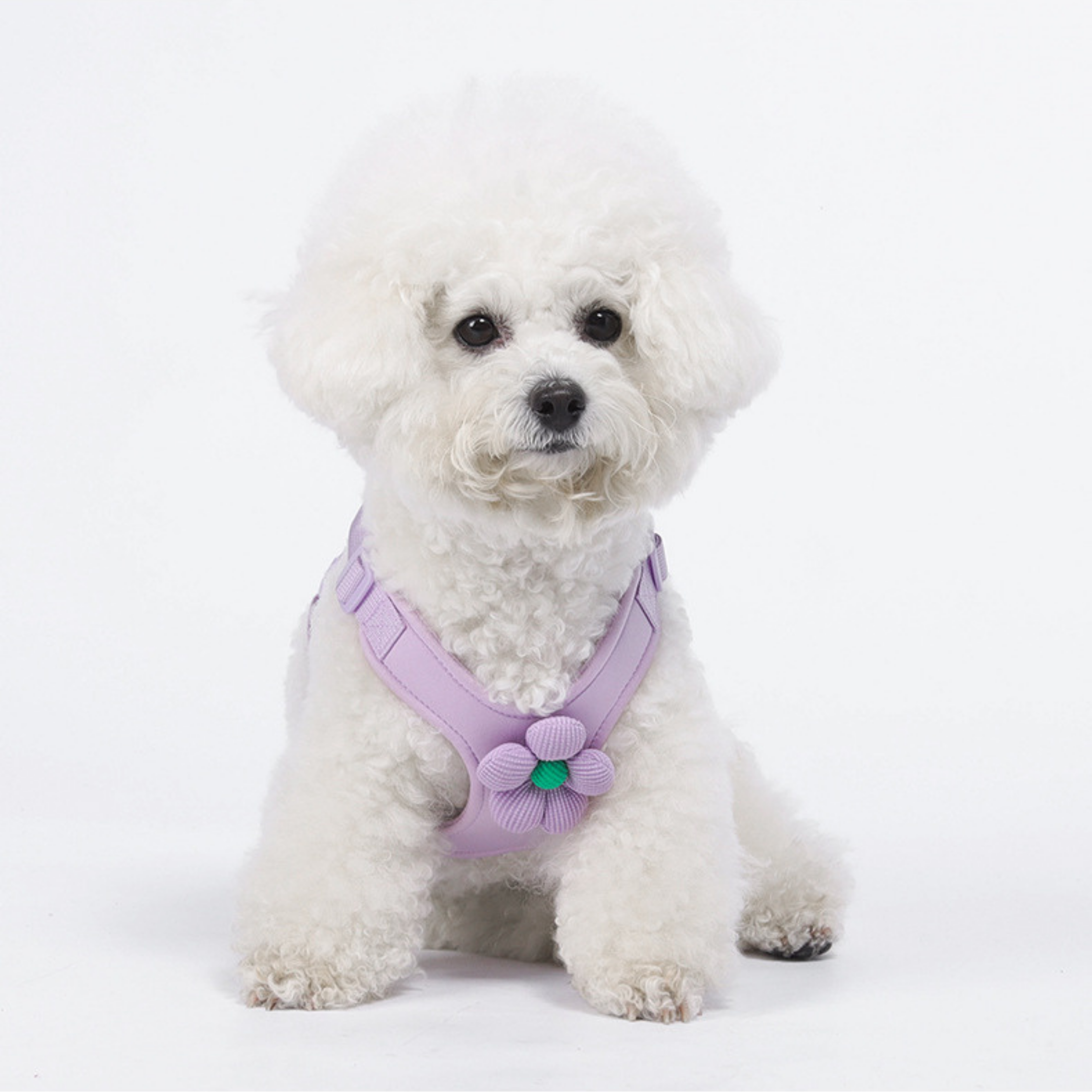 Set de Arnés Floral para Perros