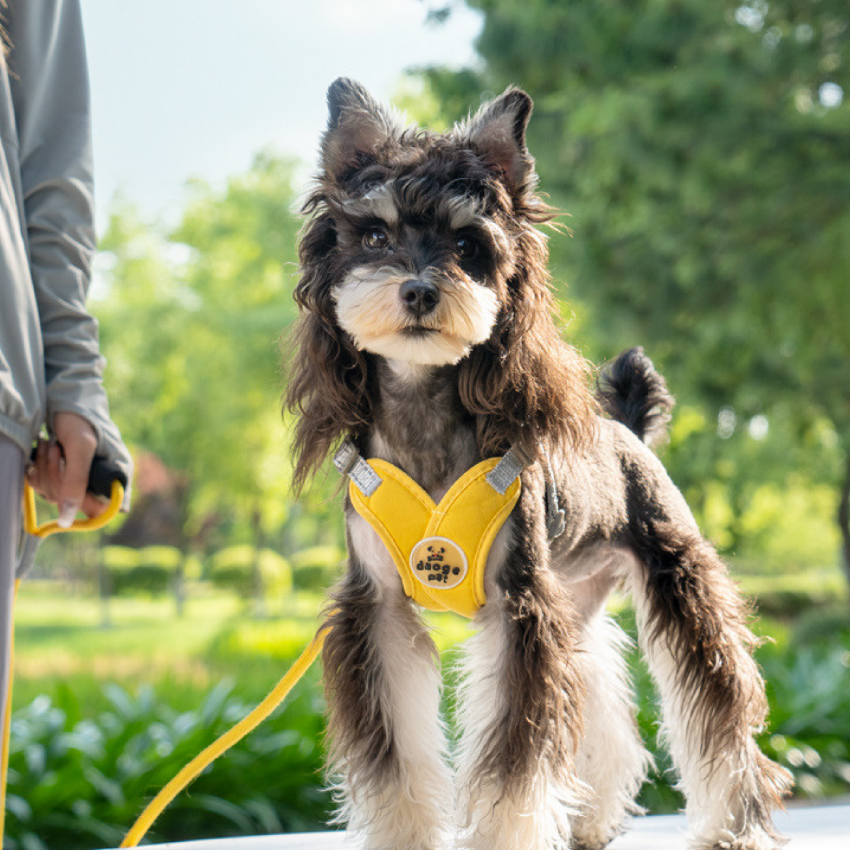 Set de Arnés Ergonómico para Perros