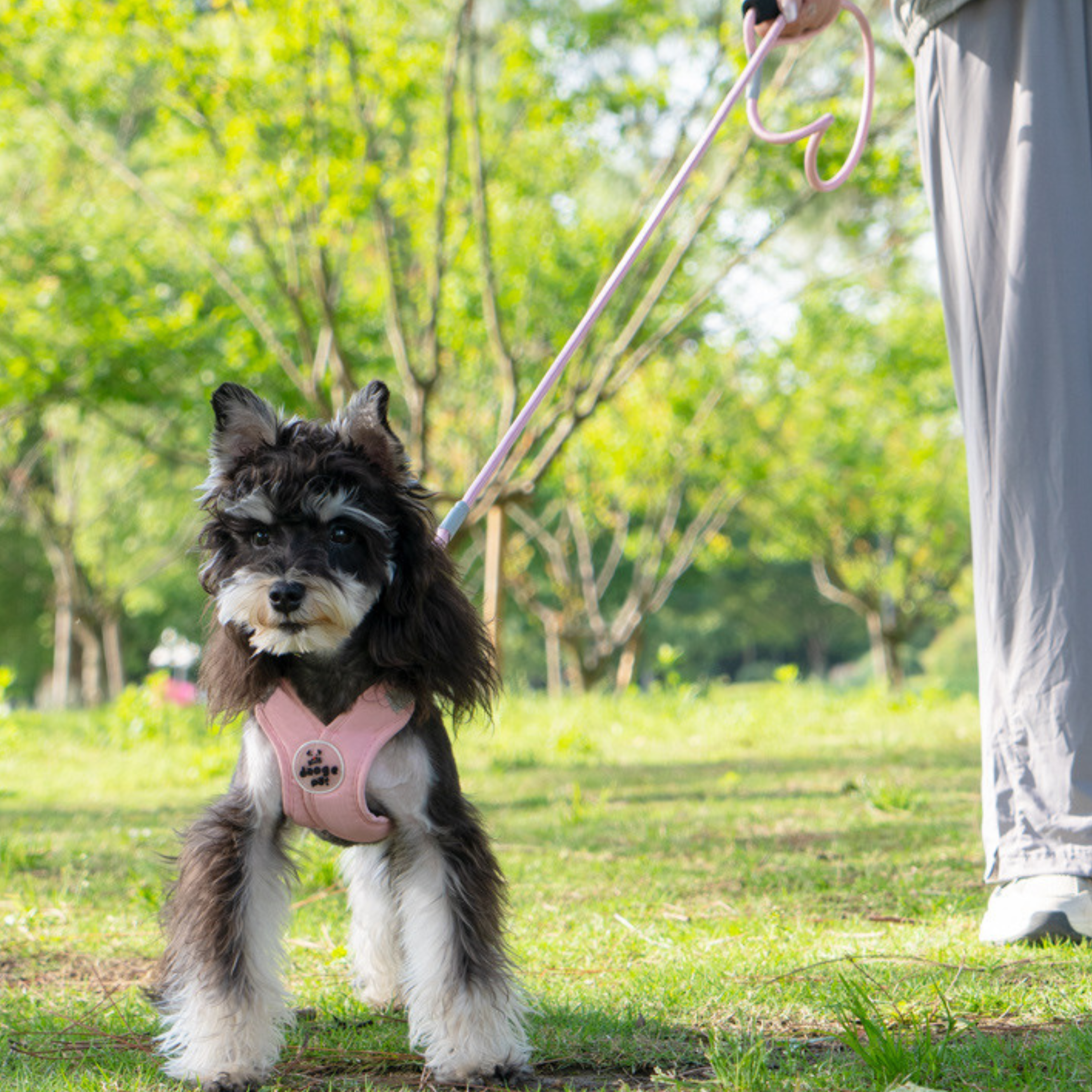 Set de Arnés Ergonómico para Perros