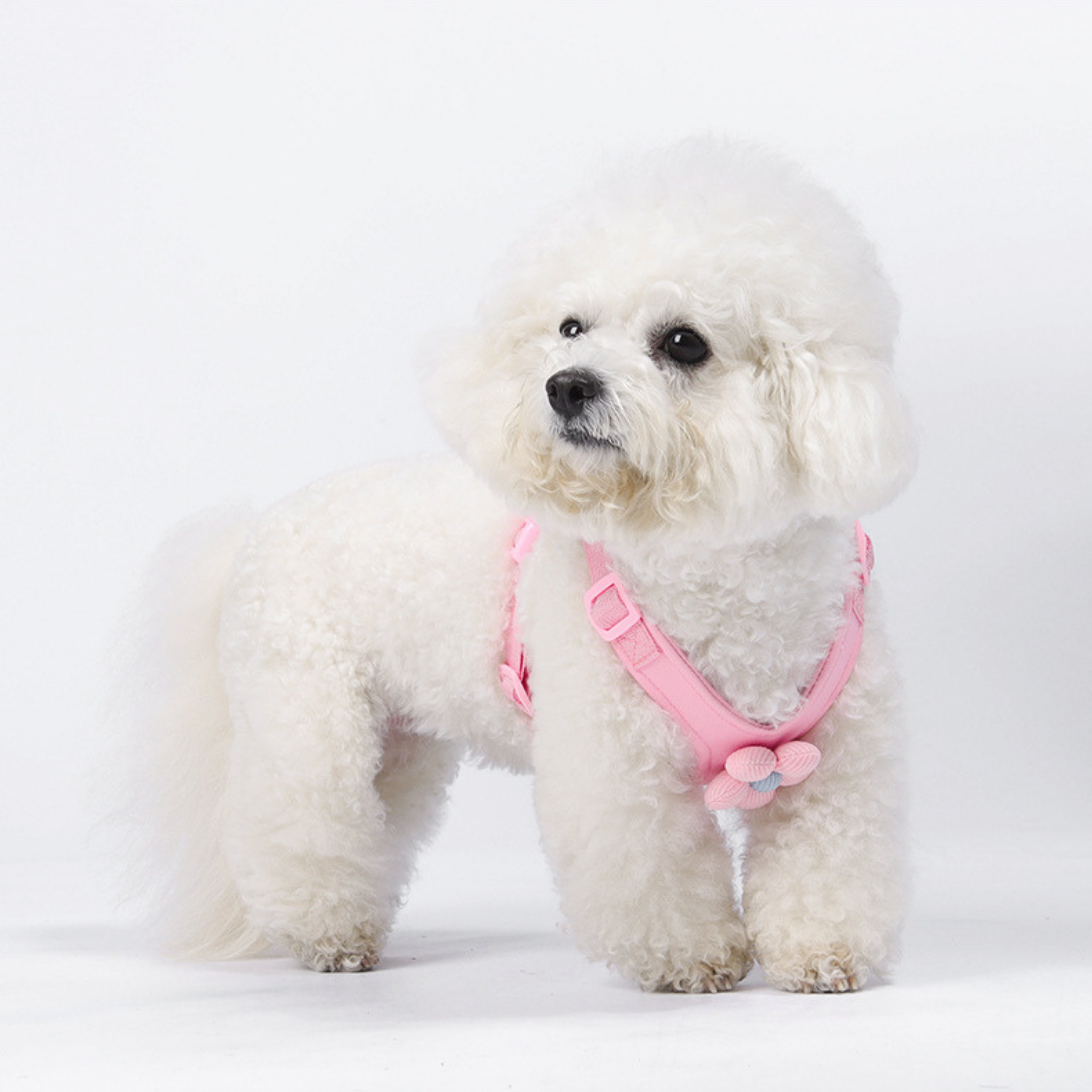 Set de Arnés Floral para Perros