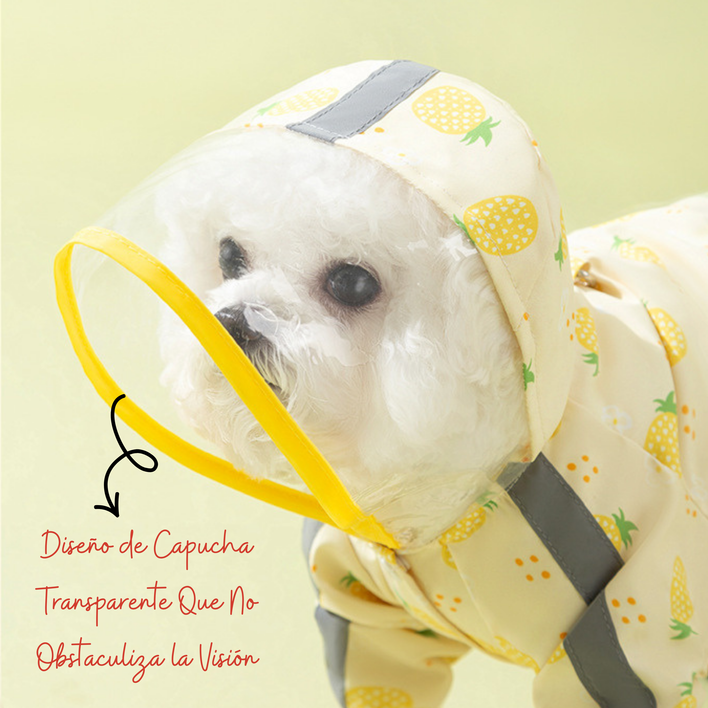 Impermeable Premium Maltepoodle