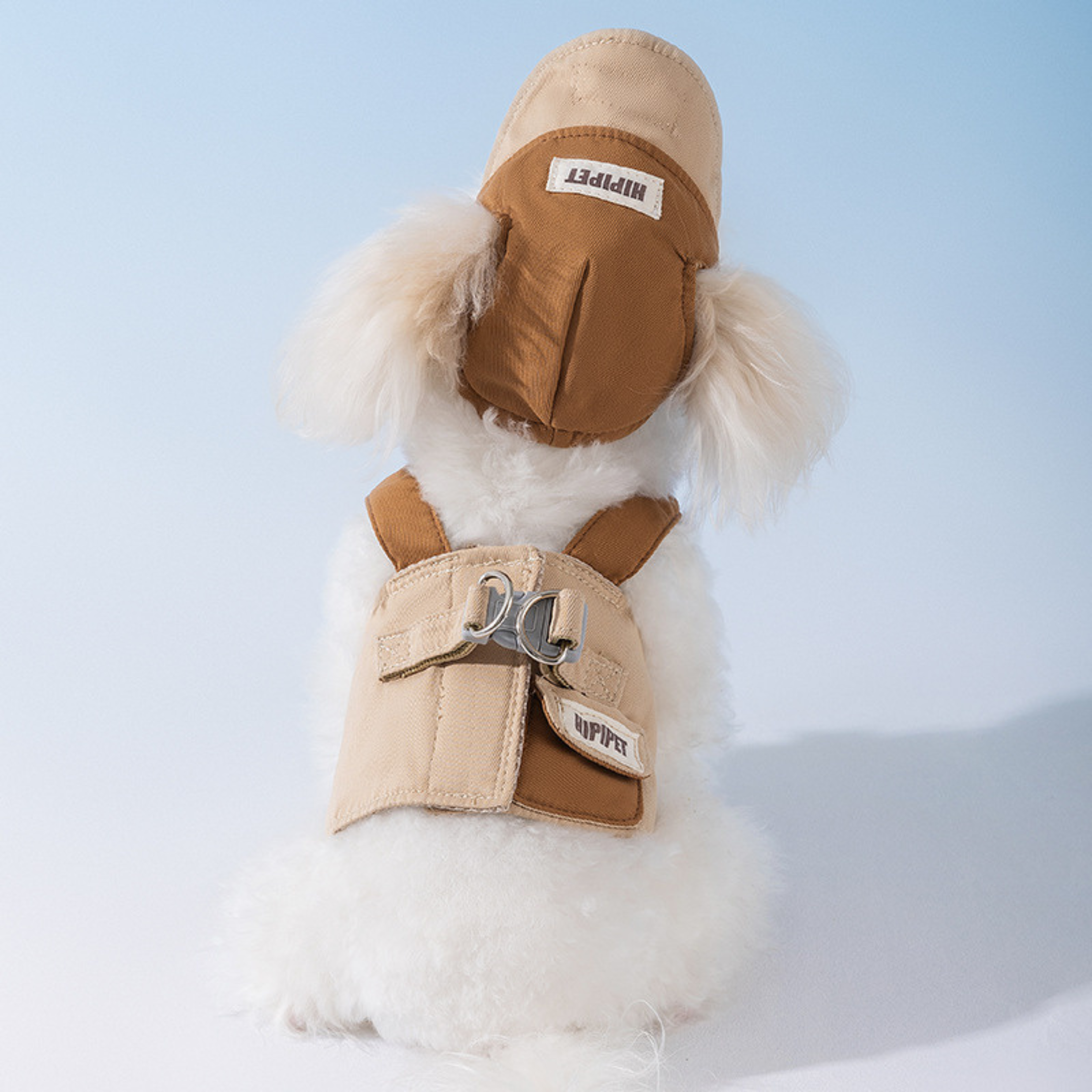 Maltepoodle