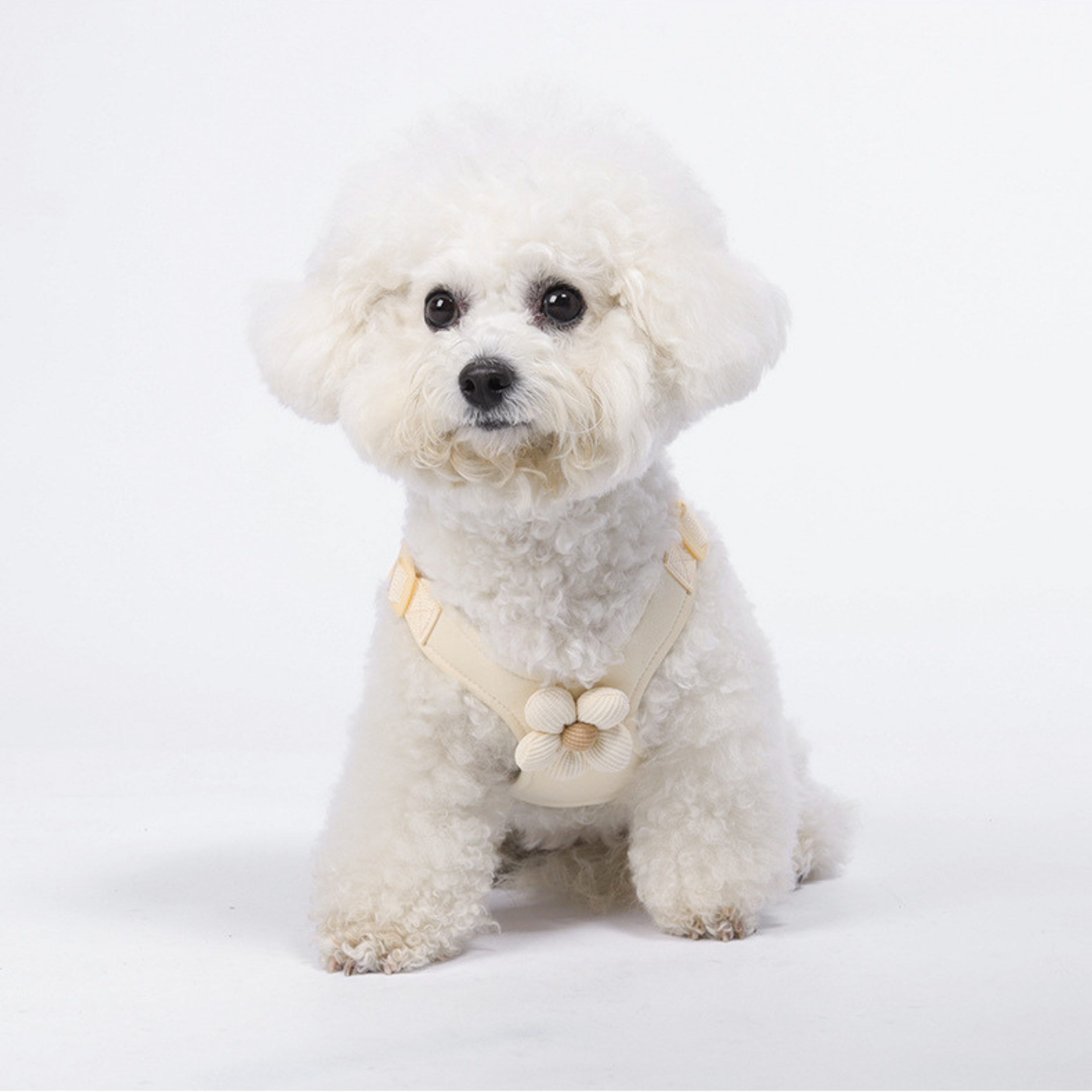 Set de Arnés Floral para Perros