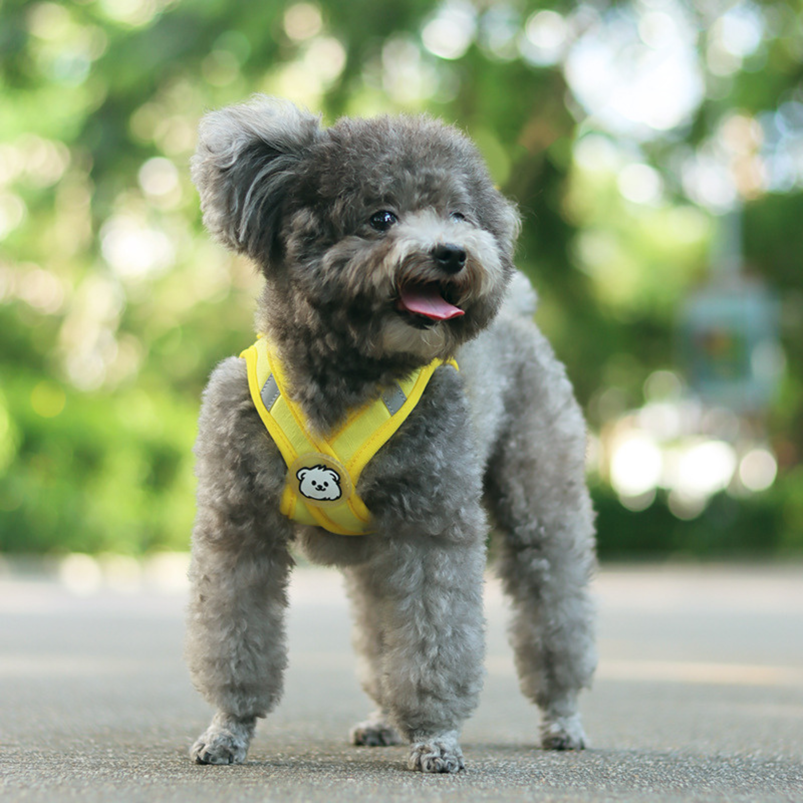 Set de Arnés HappyBear para Perros