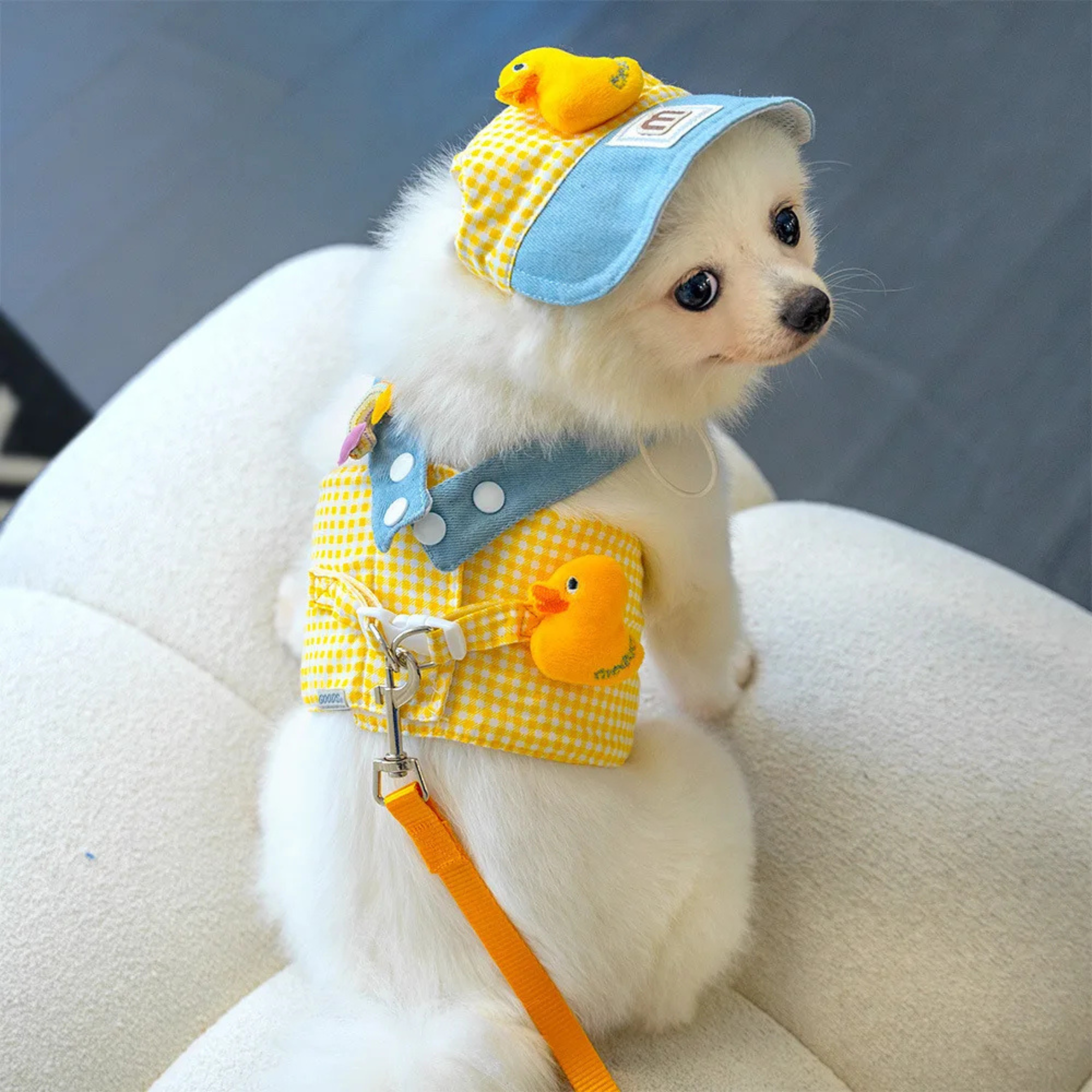 Maltepoodle