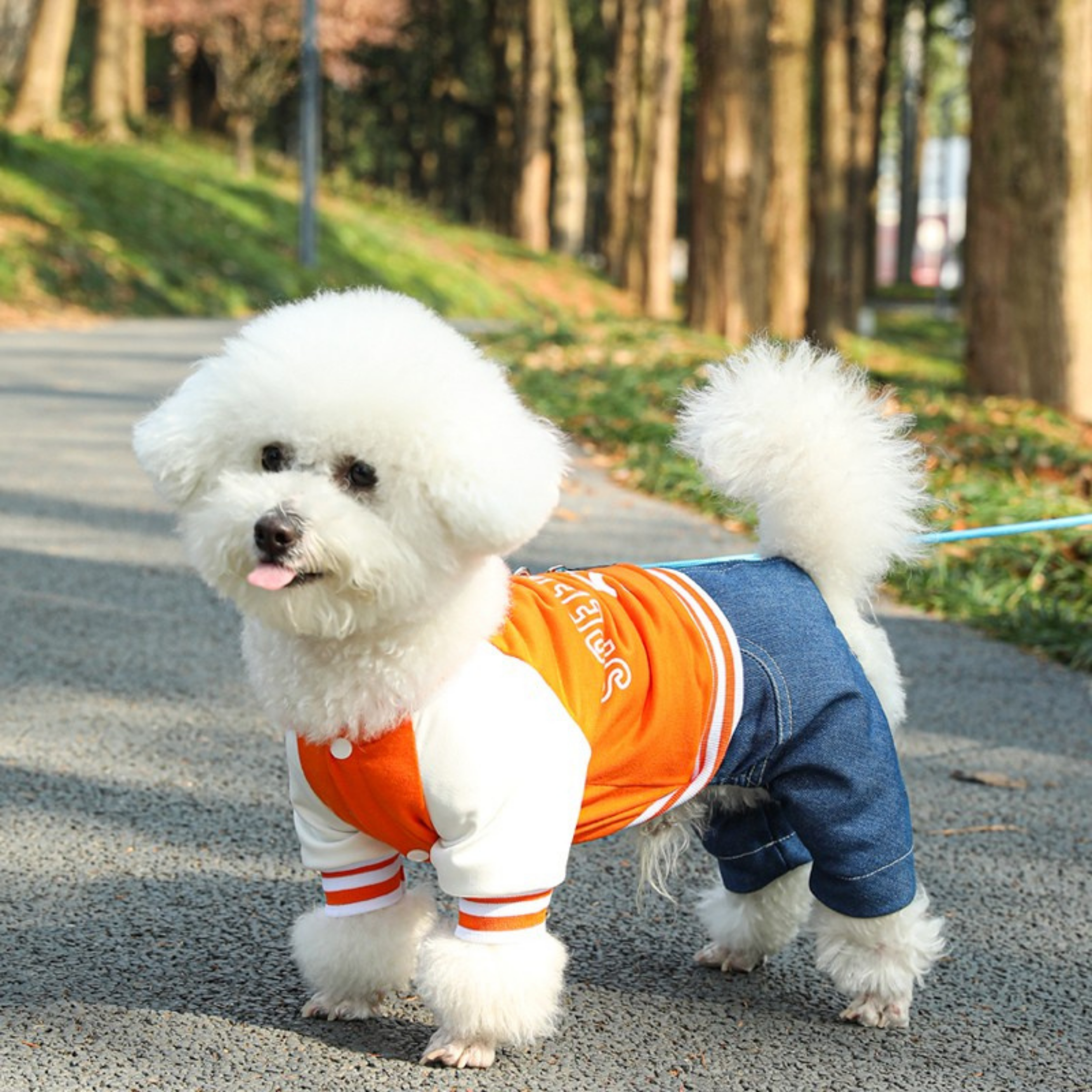 Colección CampusPaw