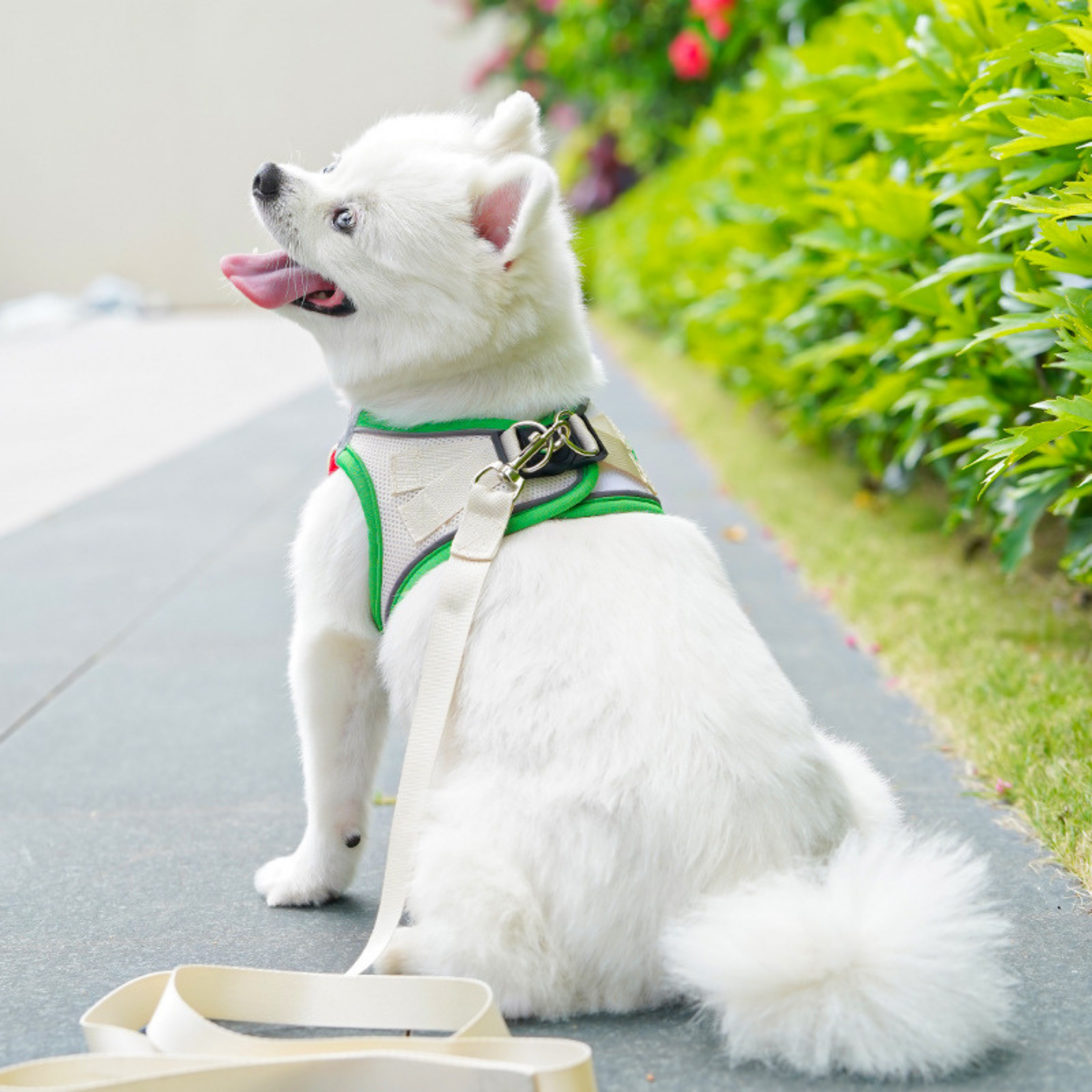 Arnés Babero con Personaje para Perros