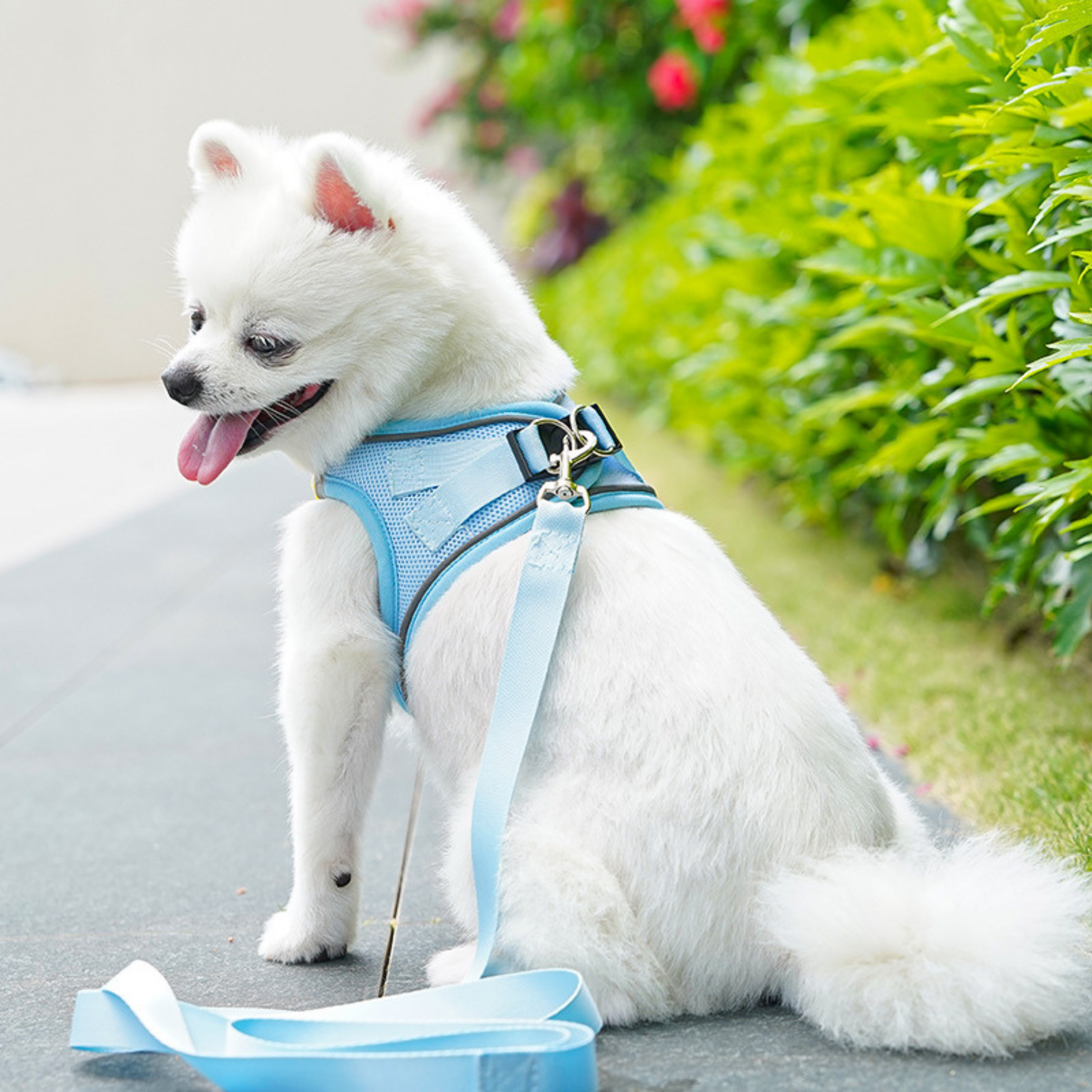 Arnés Babero con Personaje para Perros