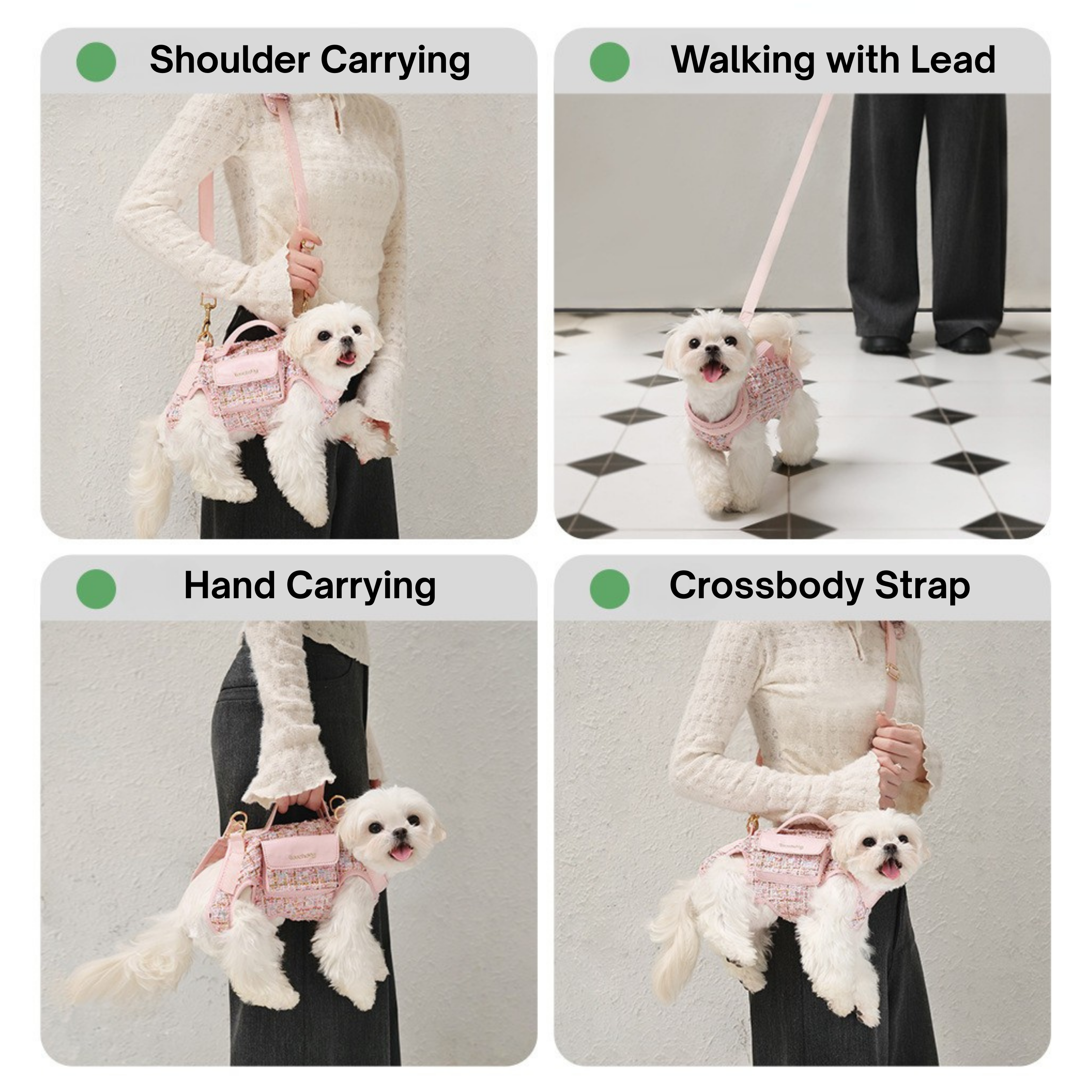 Maltepoodle