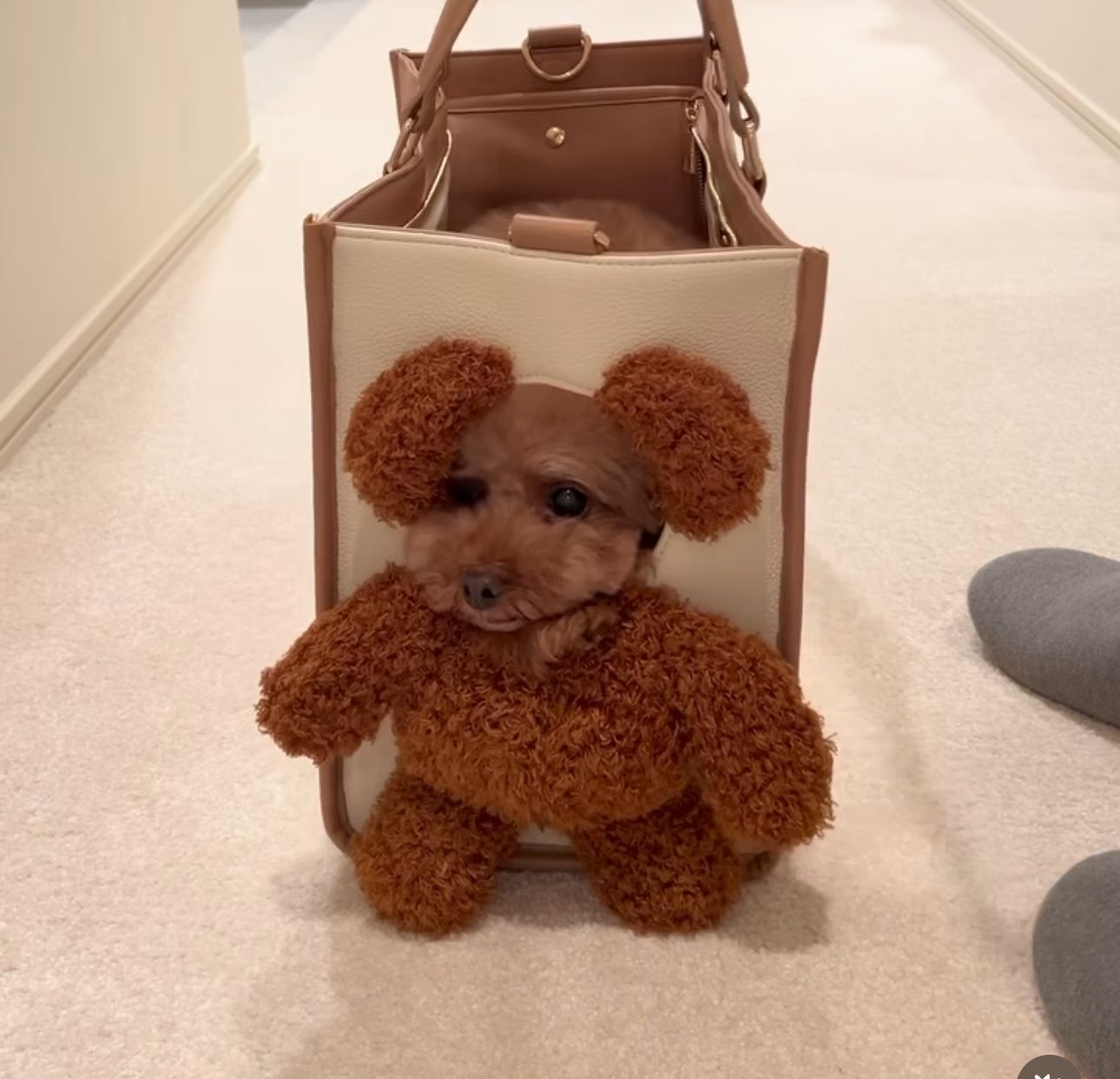 Maltepoodle