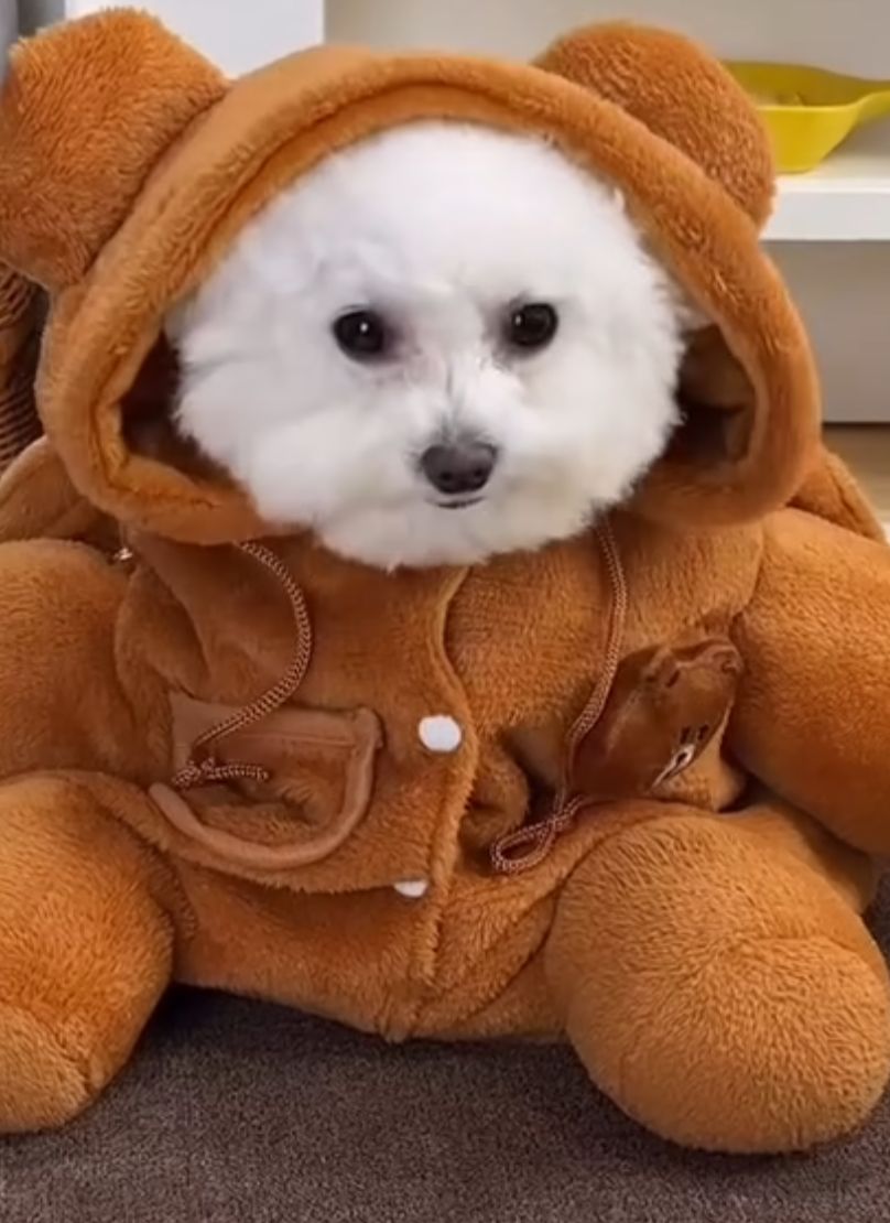 Maltepoodle